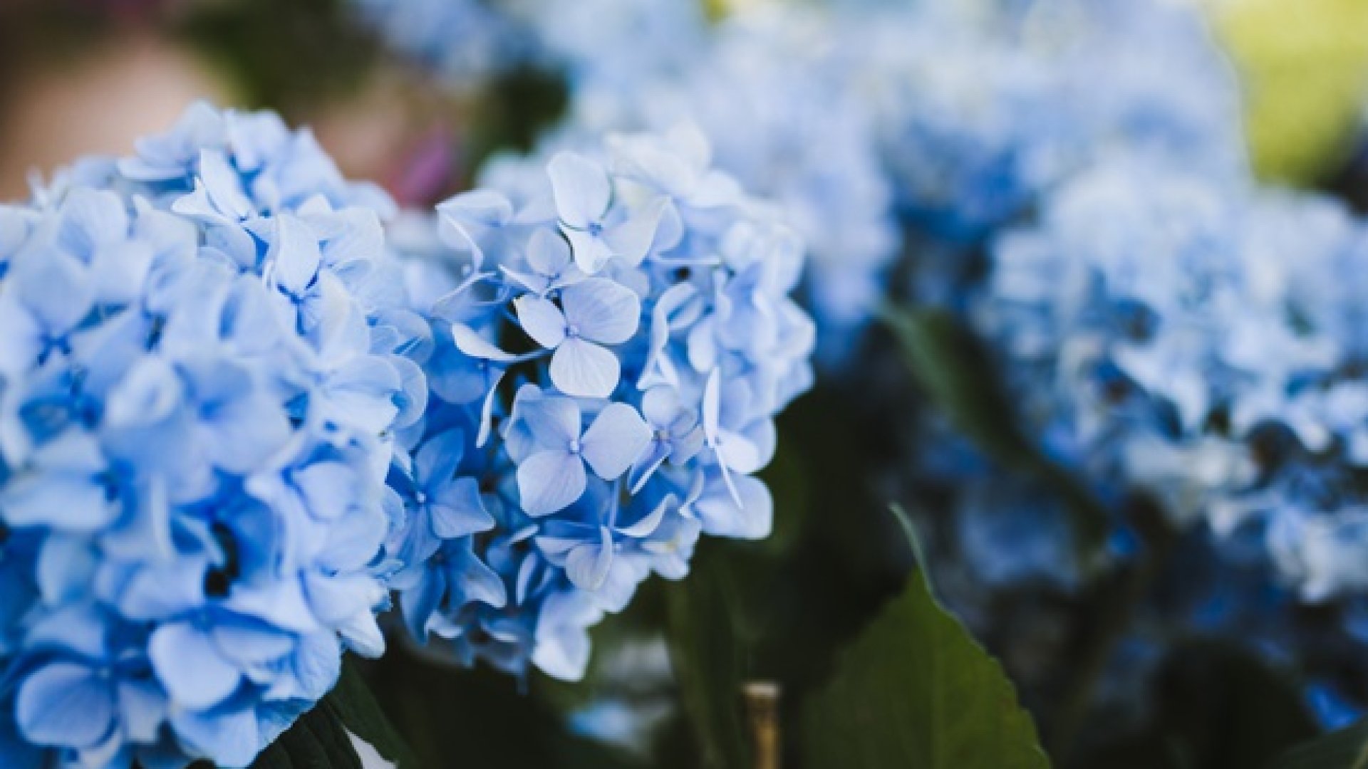 A hortenzia gondozása: tippek a szép kerti hortenziához