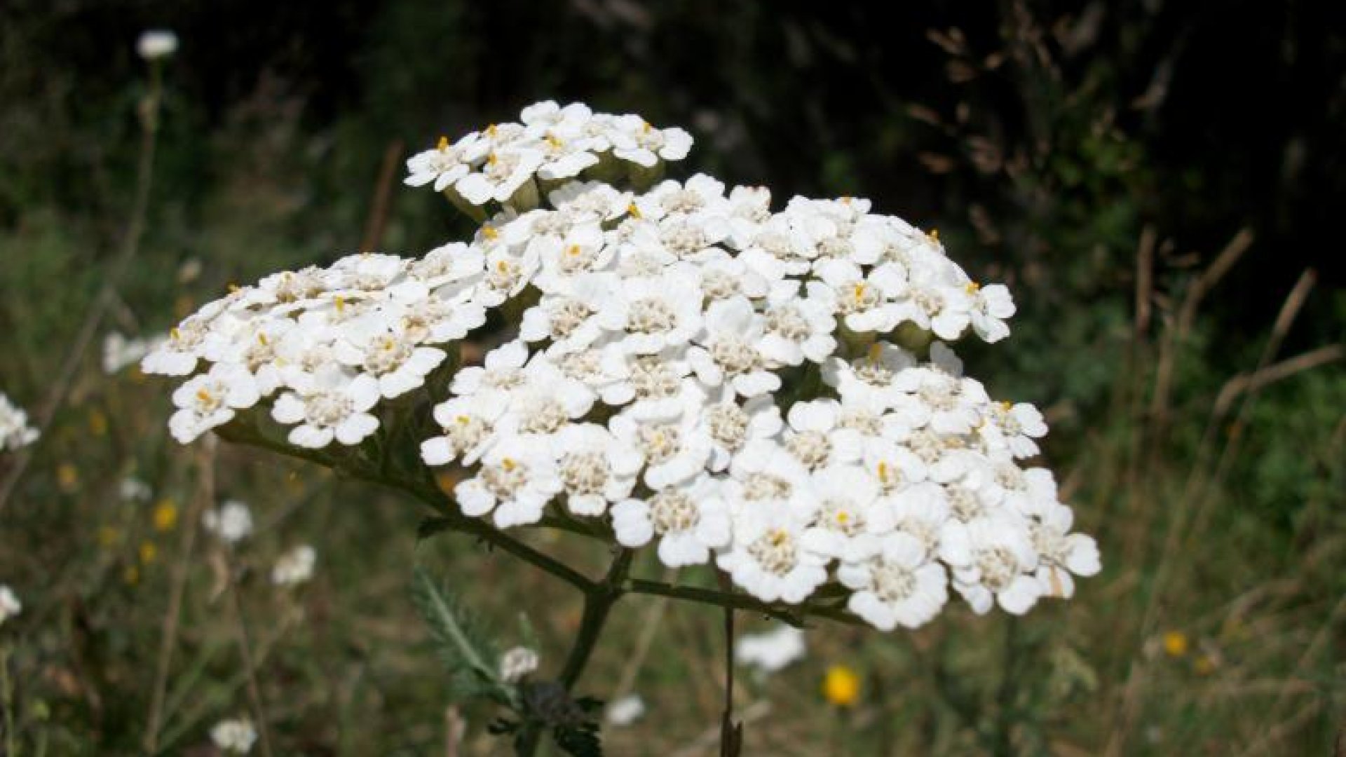 A mező kincse a Cickafarkfű