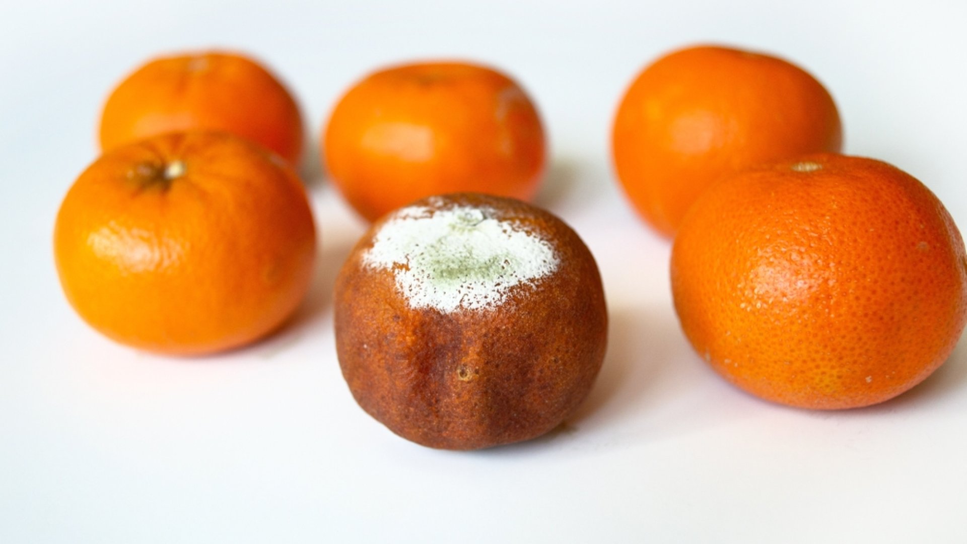 A gyümölcsfák gombabetegségei