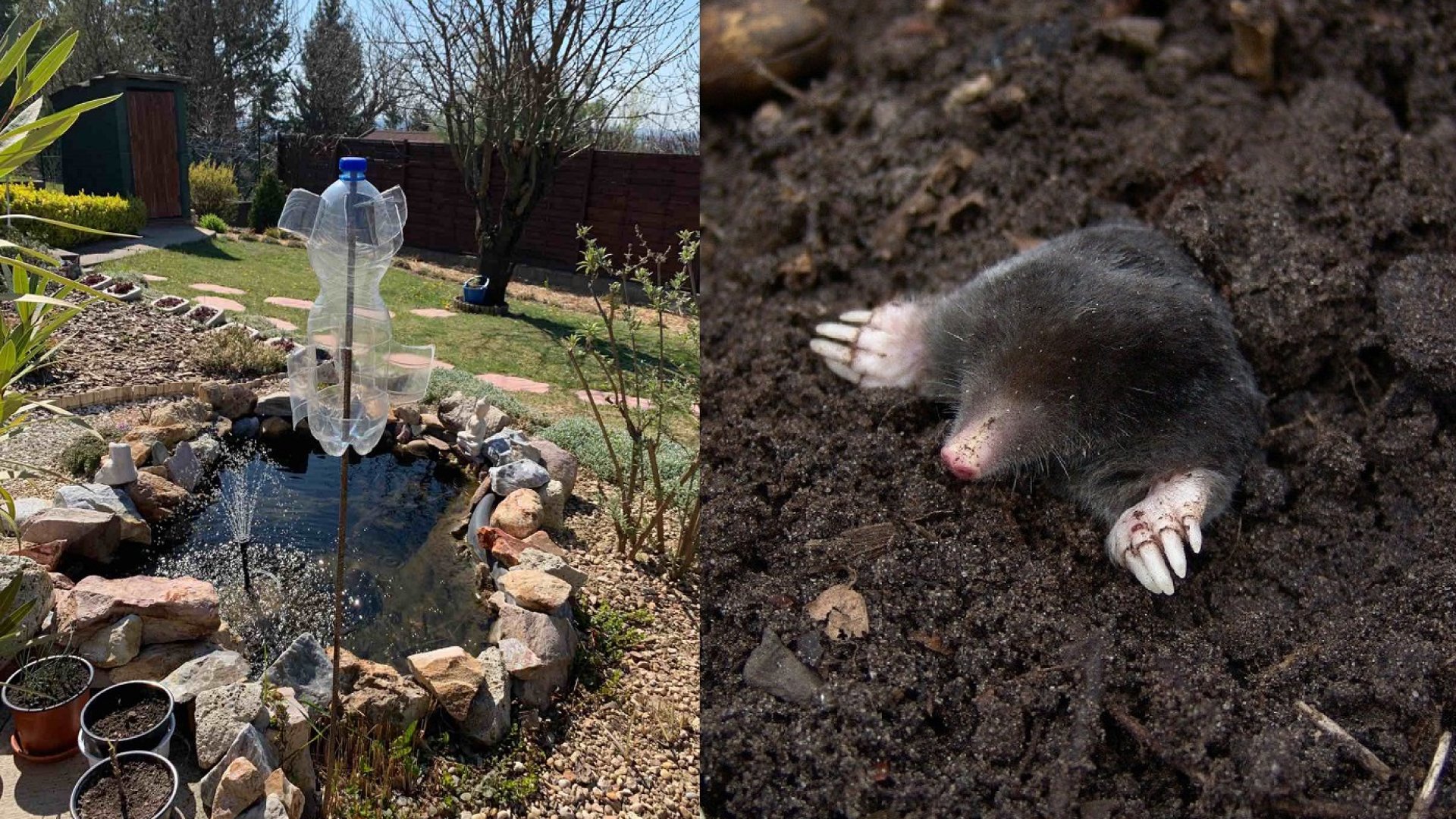 Filléres, bevált módszer a vakondok távoltartására – Készítsd el te is! 