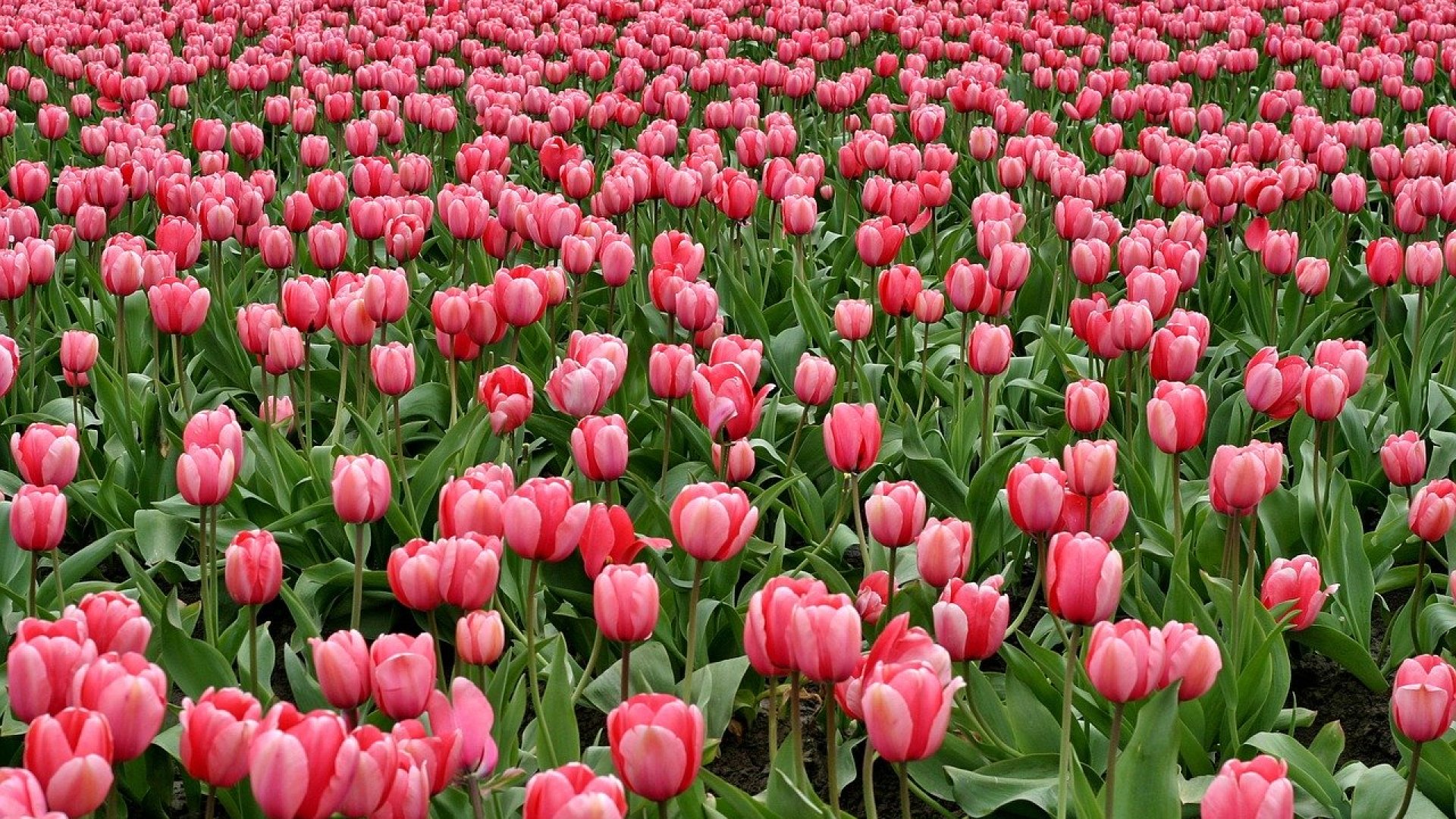 Mentsük meg a balatoni tulipánokat – Te is segíthetsz!  Mentsük meg a balatoni tulipánokat – Te is segíthetsz!