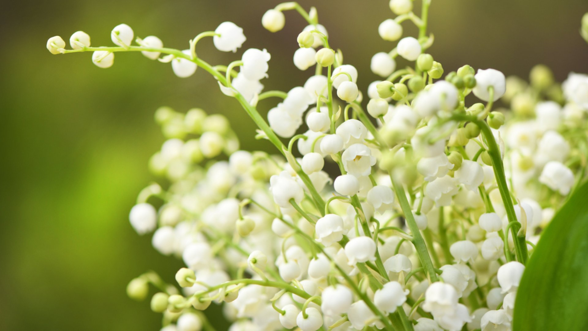 A tavaszi kertek illatos csodája – A gyöngyvirág bemutatása