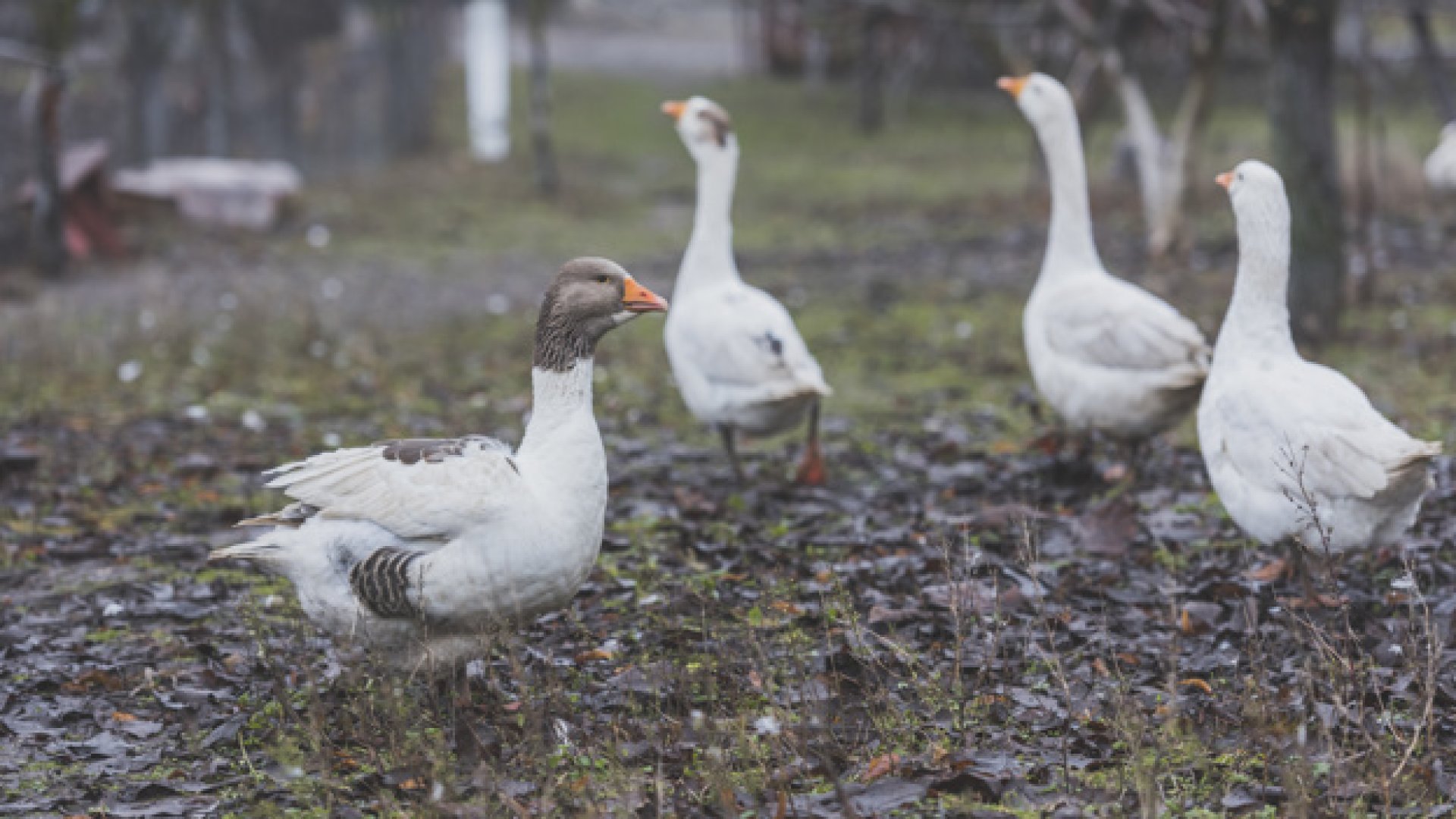 Madárinfluenza: Újabb esetek már Csongrád megyében is Madárinfluenza: Újabb esetek már Csongrád megyében is