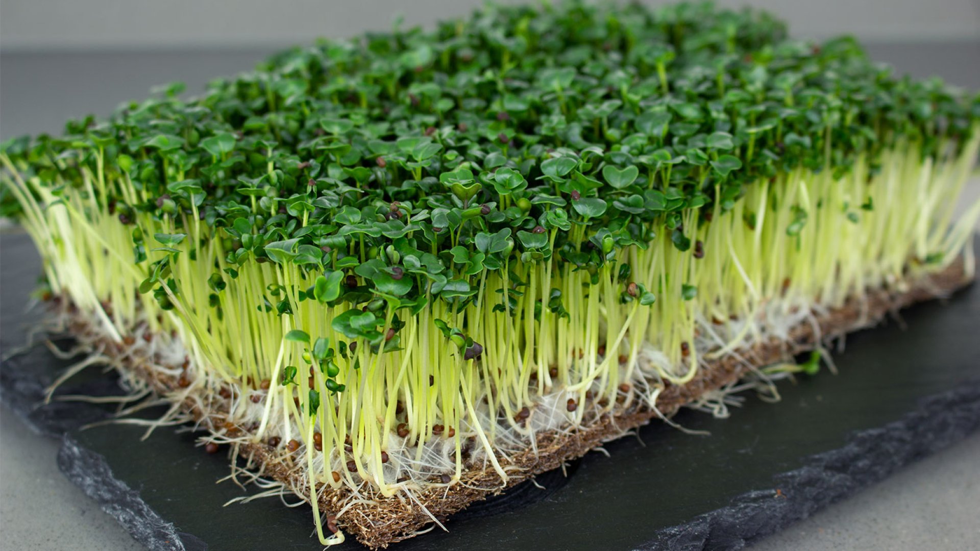 Mikrozöldek termesztése otthon, akár a lakásban is