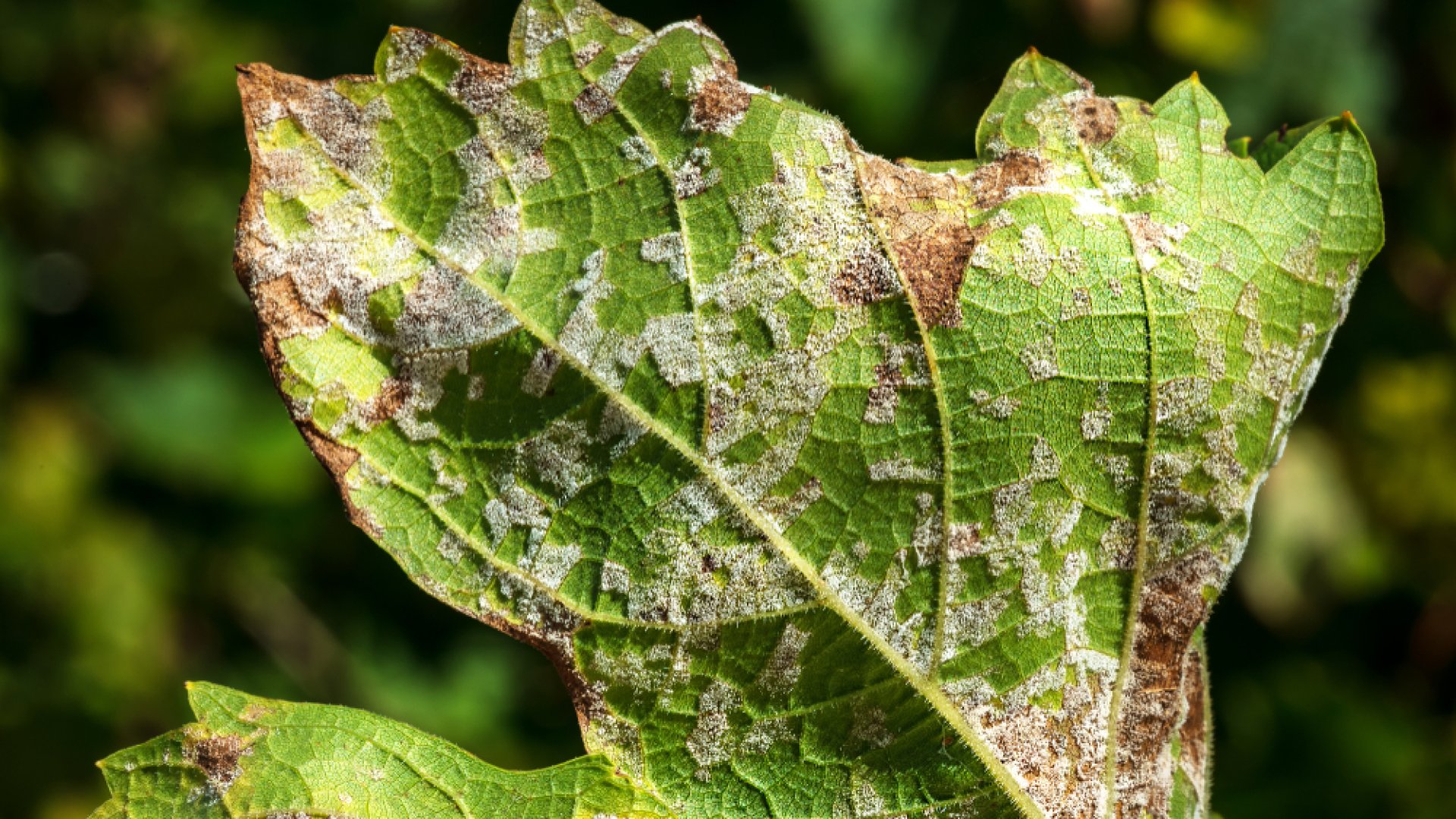 Peronoszpóra elleni védekezés - Szakértői tanácsok
