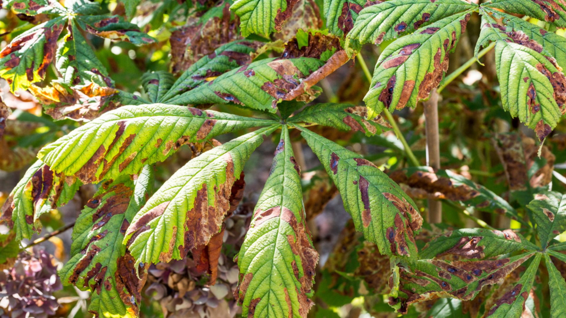 Minden a pszeudomonászos elhalásról