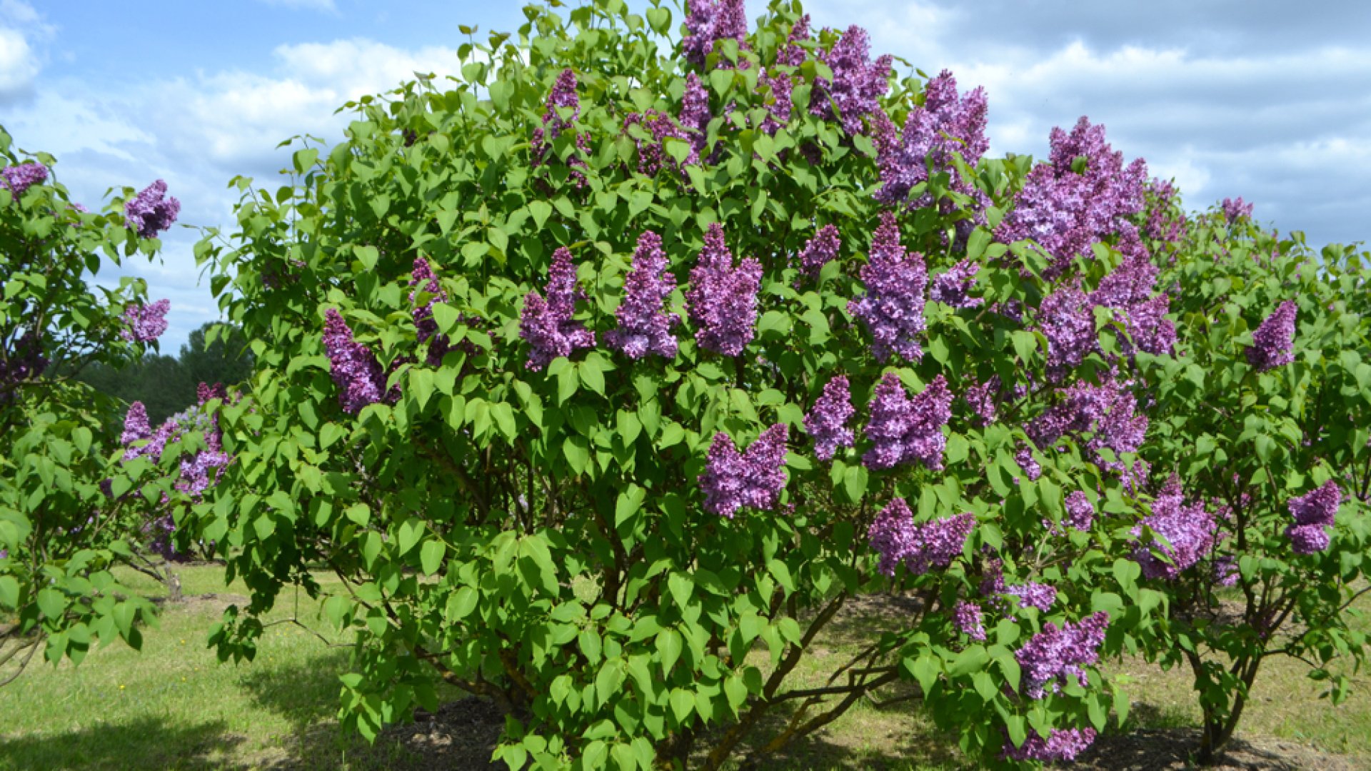 Az orgona metszése - Ha bőséges virágzást szeretnél