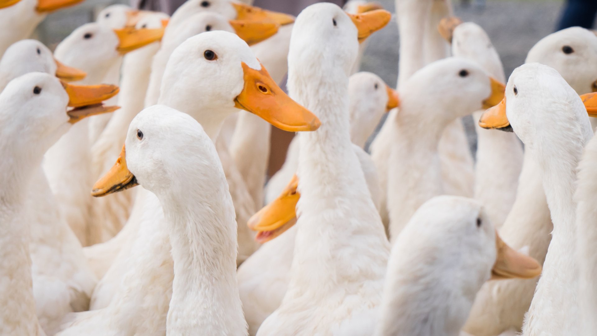 Megjelent újra a madárinfluenza Magyarországon Megjelent újra a madárinfluenza Magyarországon