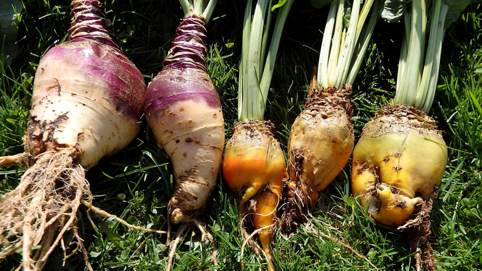Csináljuk együtt - Minden a takarmányrépa termesztéséről!