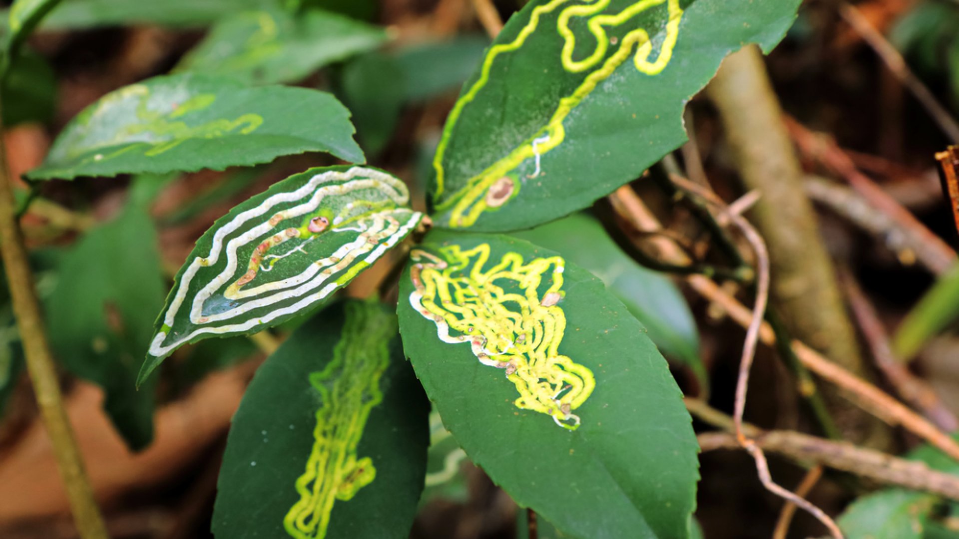 Furcsa vonalak a leveleken – Védekezés az aknázólegyek ellen