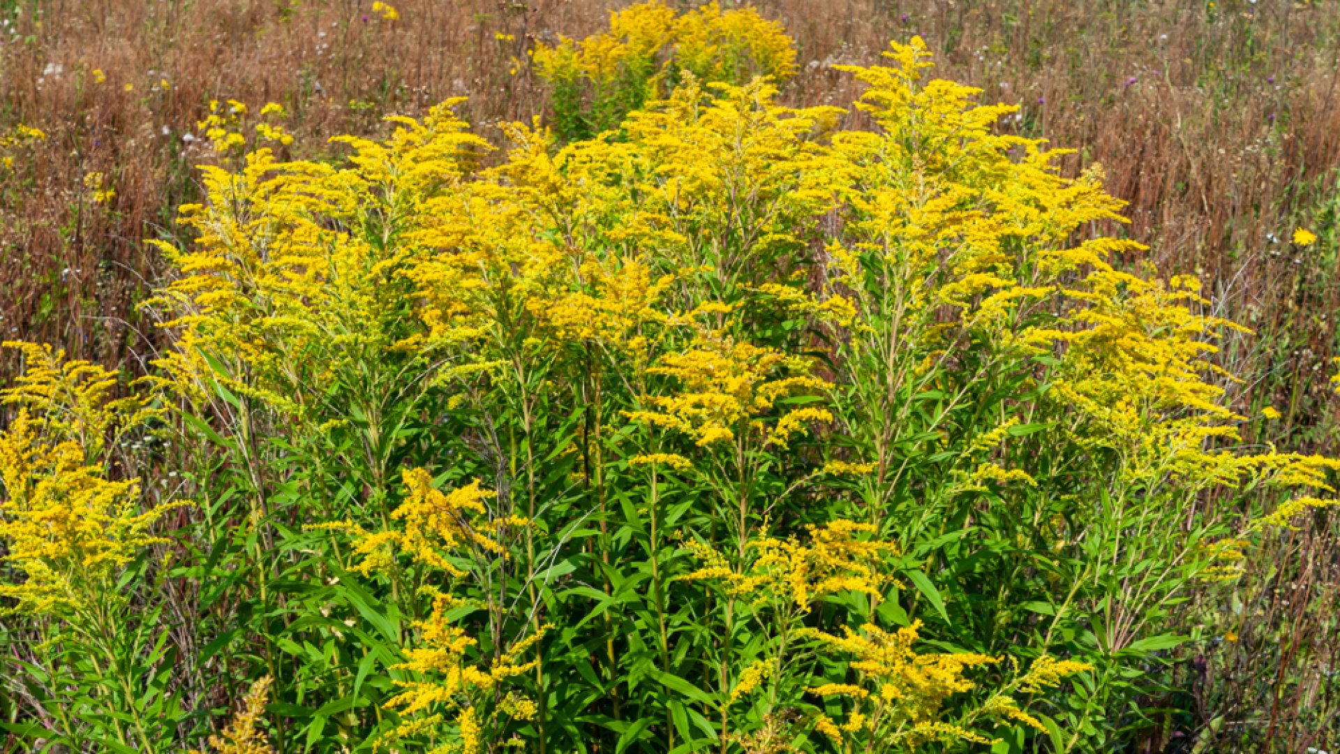 Érdemes elvégezni az aranyvessző metszését – Itt a teljes útmutató