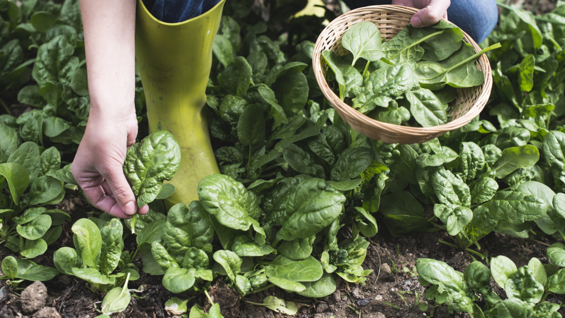 Termesszünk vitaminban gazdag növényeket