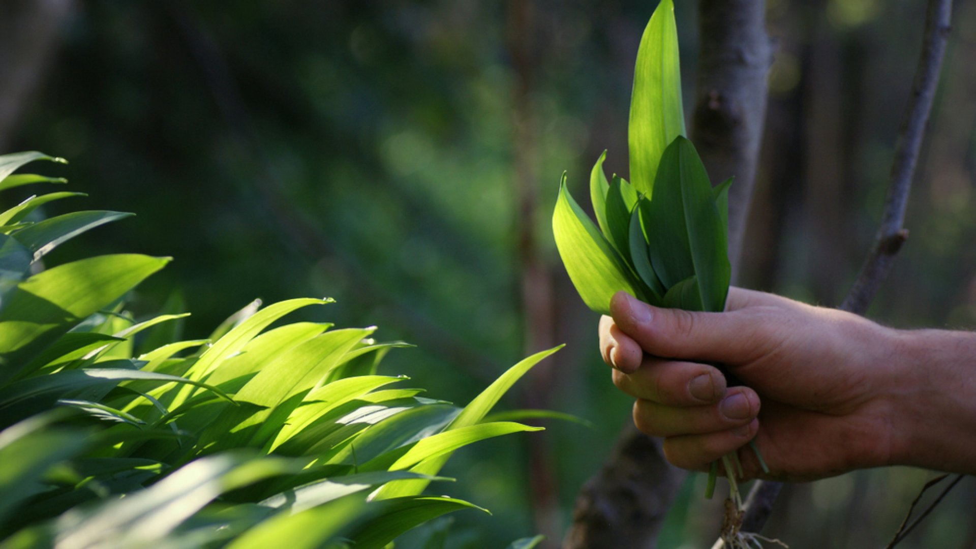 Itt a medvehagymaszezon Itt a medvehagymaszezon