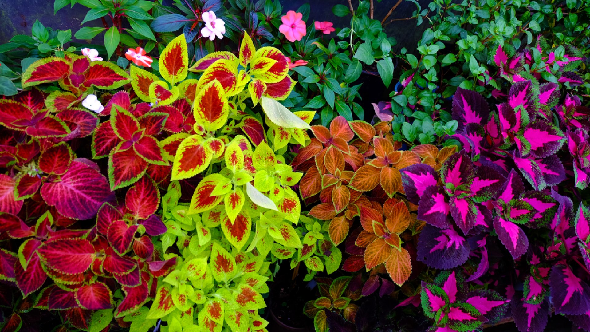 10 árnyéktűrő növény, a kert kevésbé fényes részeibe