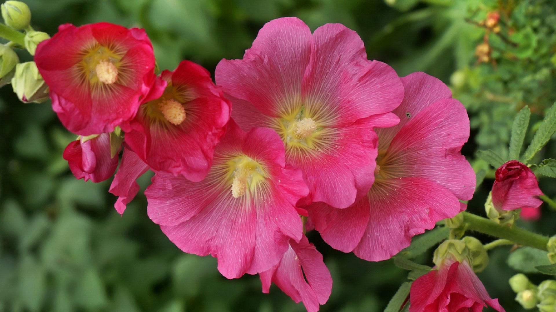 Tudj meg mindent az orvosi zilizről