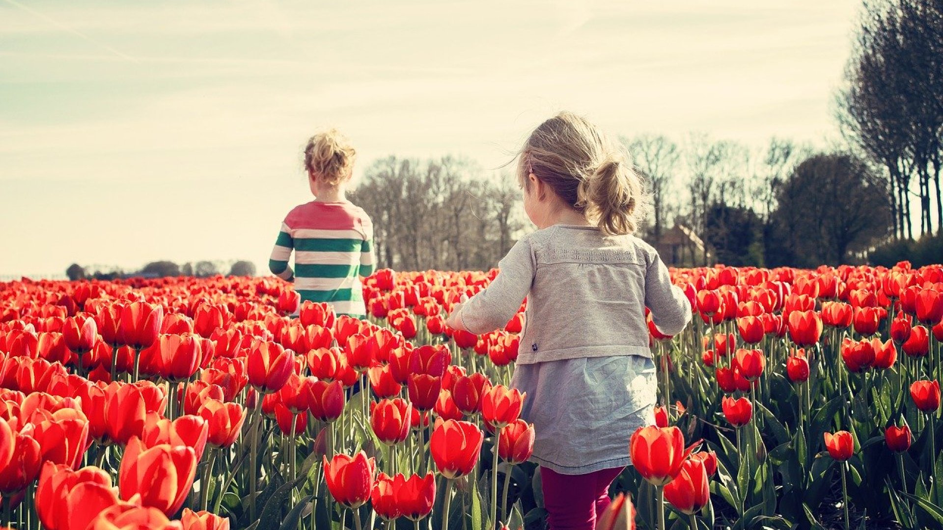 Húsvéti tulipánszüret vár a Balatonnál!  Húsvéti tulipánszüret vár a Balatonnál!