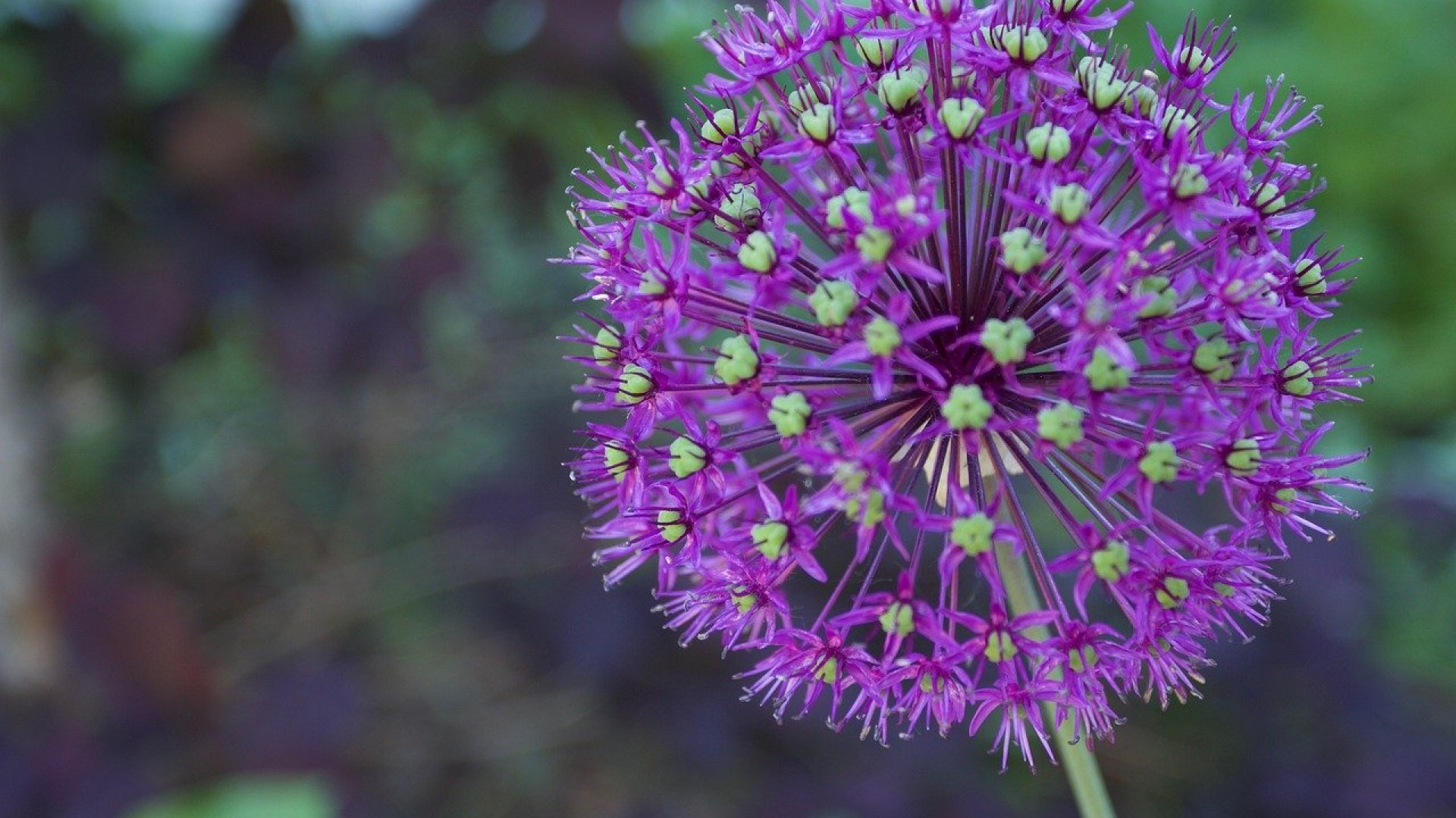A világ legnagyobb és legszebb díszhagymája szebbé varázsolja a te kertedet is! 