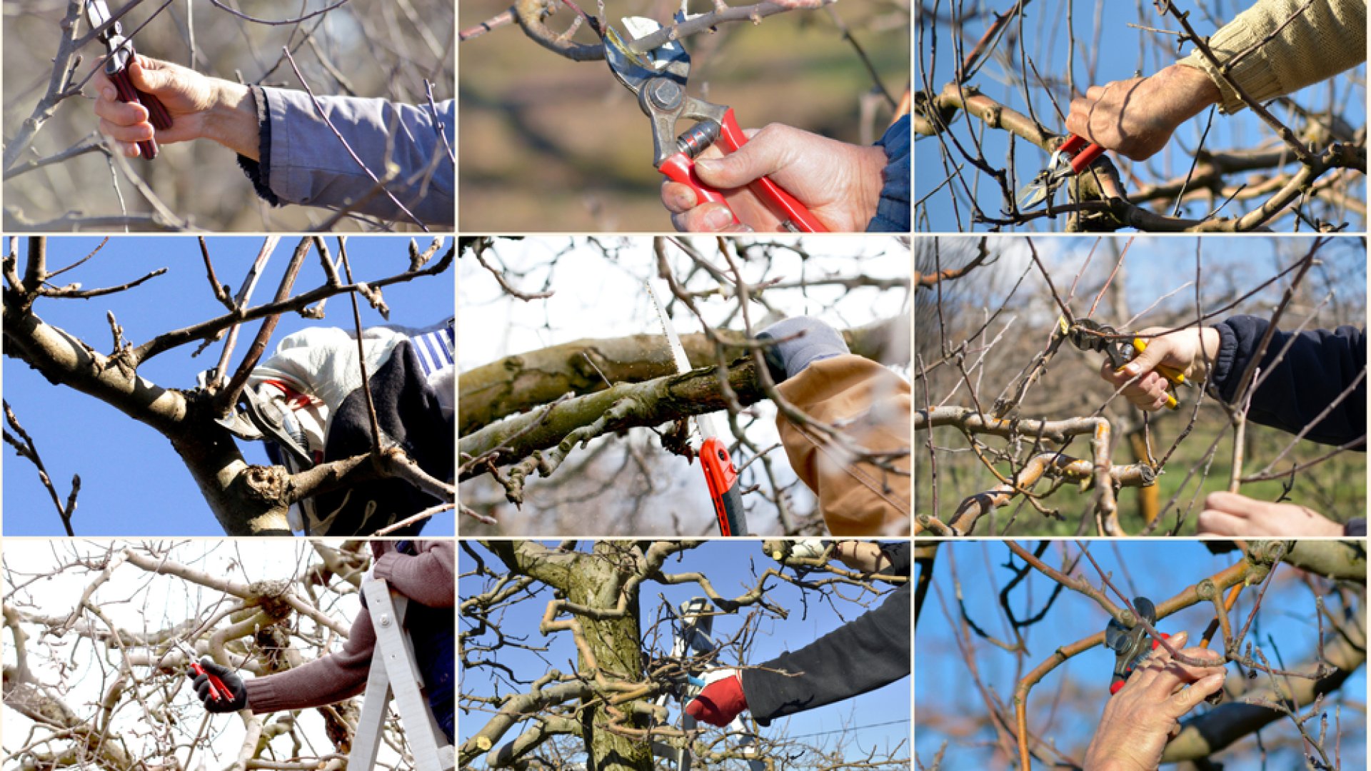 Az almafa metszése – Szakértői tanácsok a bőséges termésért Az almafa metszése – Szakértői tanácsok a bőséges termésért