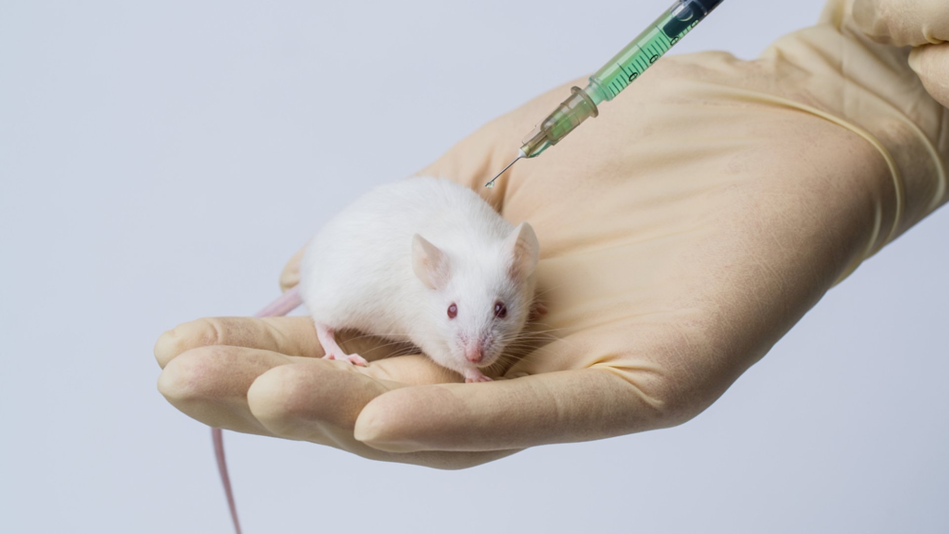 Elképesztő adat – 10 milliónál is több állattal kísérleteznek évente az EU-ban Elképesztő adat – 10 milliónál is több állattal kísérleteznek évente az EU-ban