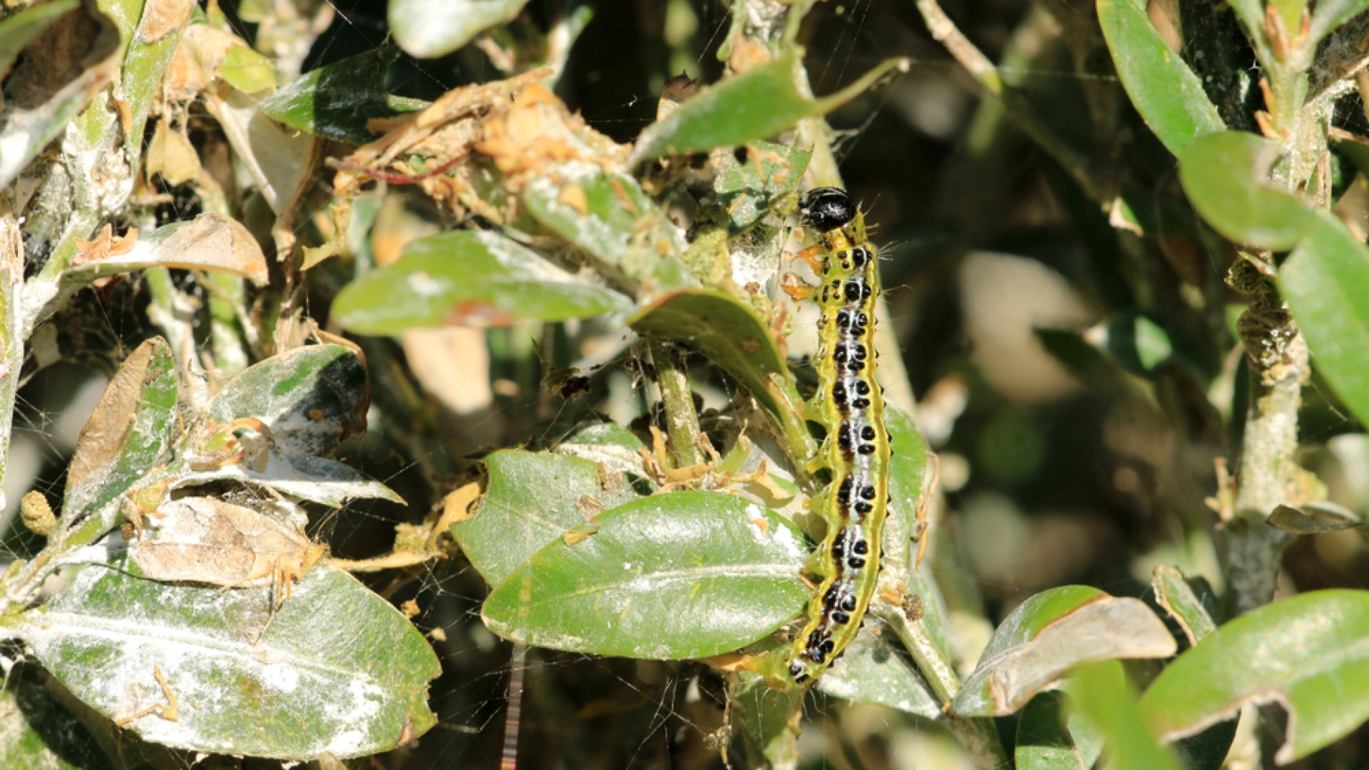 Természetes megoldás a kártevők lárvái ellen – Használd te is a Bacillus thuringiensist! 