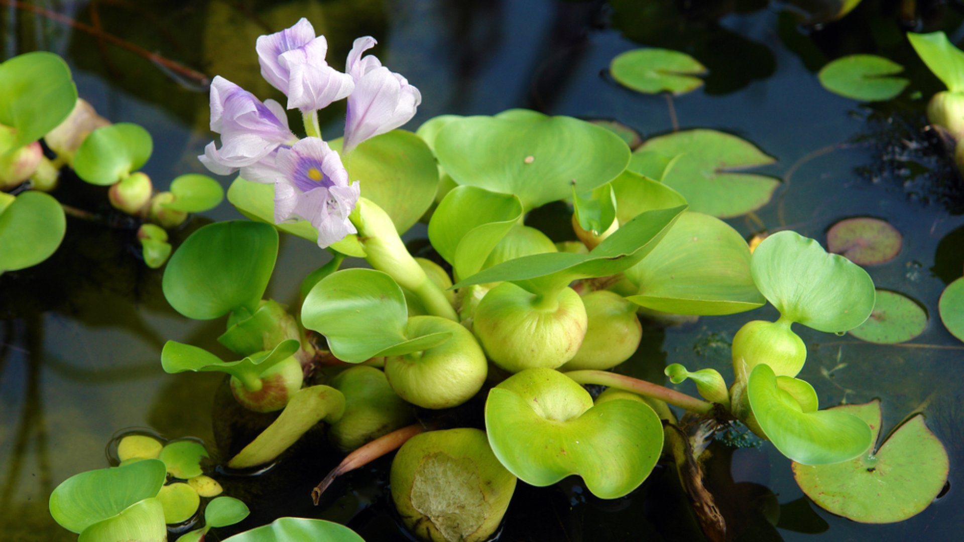 A békalencse a tojást és a tejet is helyettesítheti – Így termeszd saját kezűleg! 