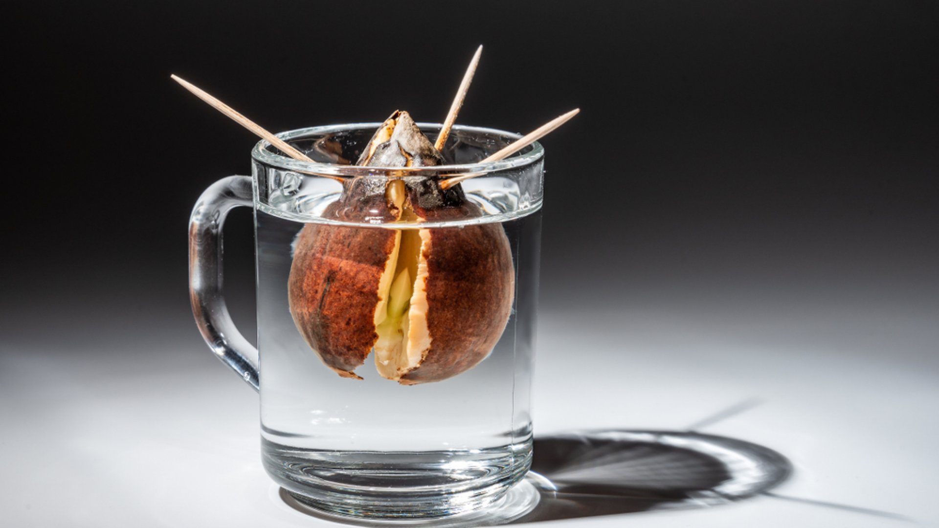 Így termeszthetsz te is avokádót házilag