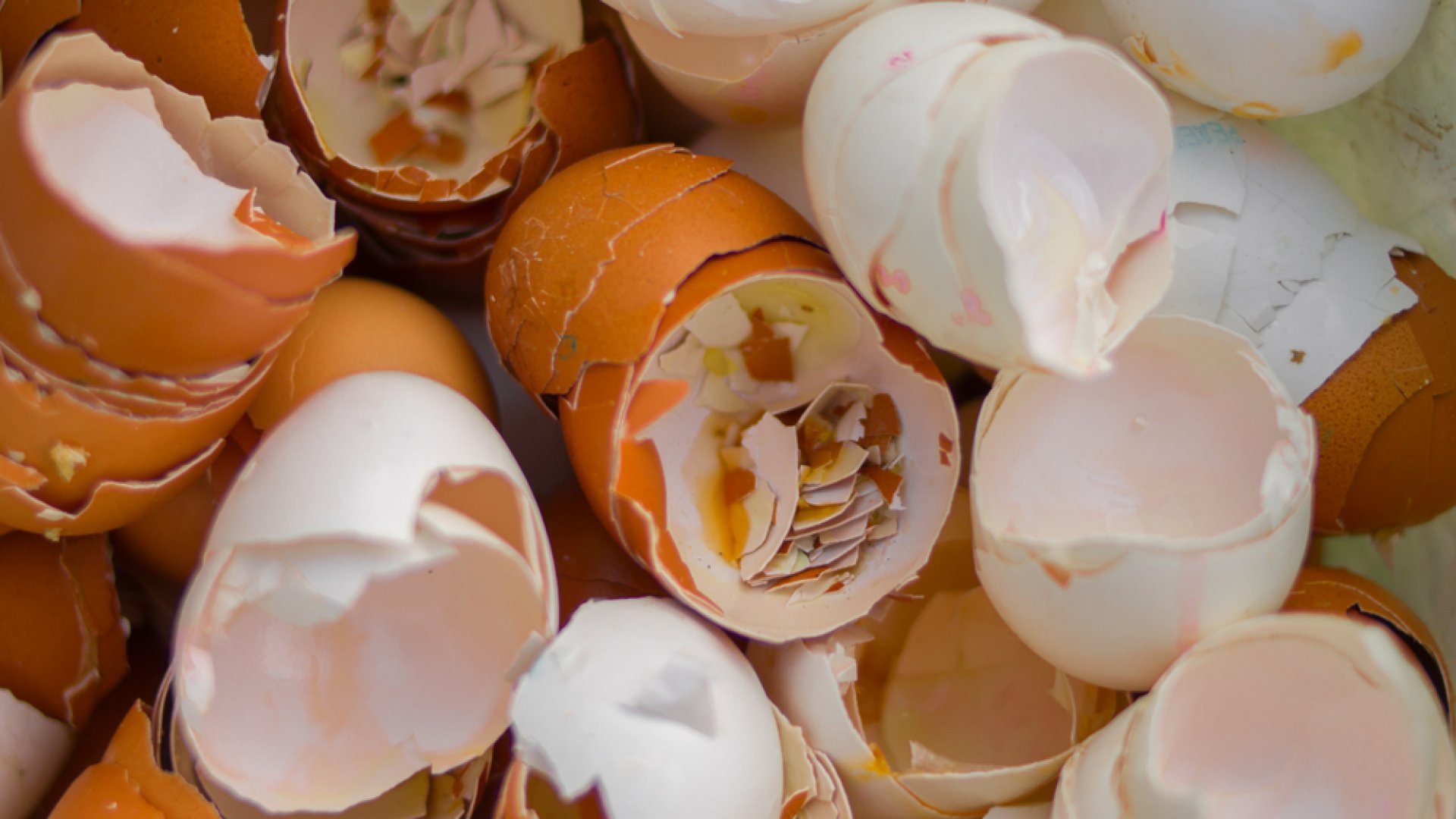 Ezért öntözd növényeidet tojáshéjteával! 