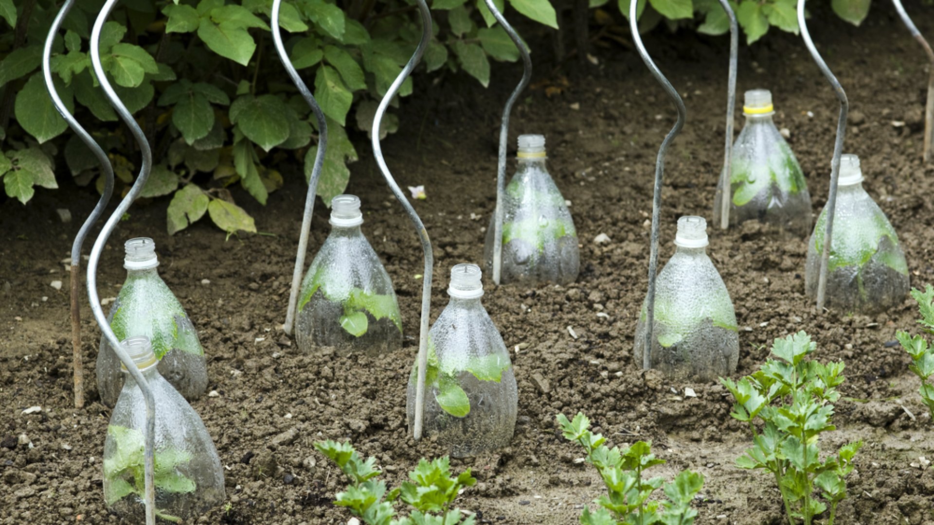 Forradalmi ötlet a palántanevelésben – Filléres módszerrel az egészségesebb növényekért! 