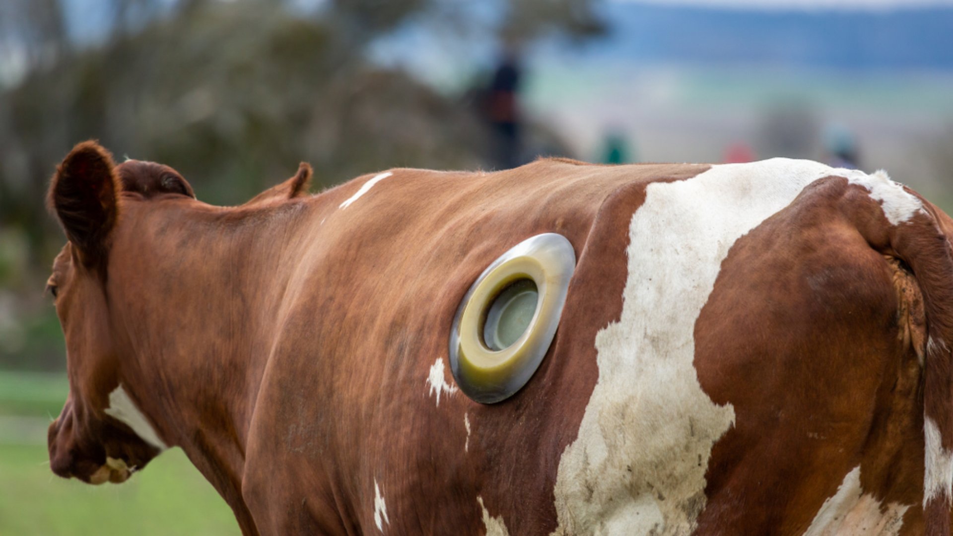 Állatkínzás vagy sem? Ezért van lyuk a tehenek oldalán Állatkínzás vagy sem? Ezért van lyuk a tehenek oldalán