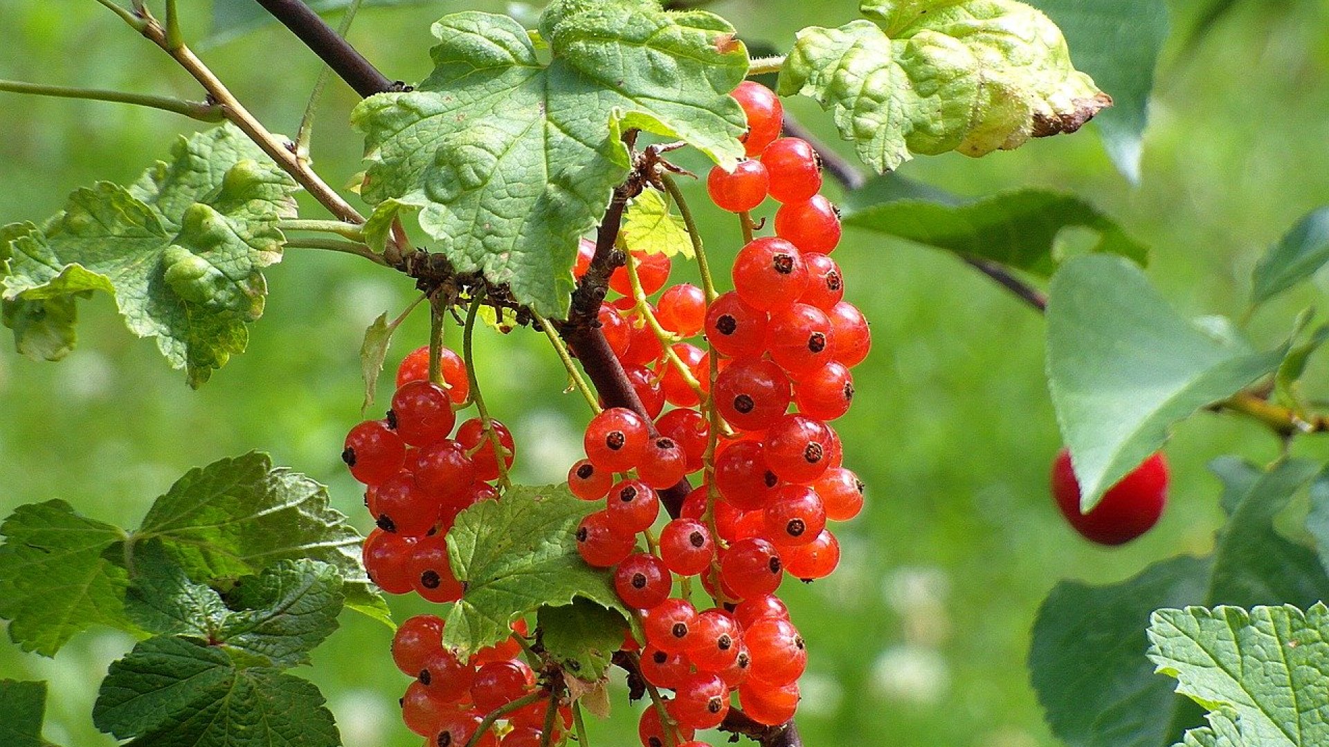 Szakértői tanácsok a piros ribizli tavaszi metszéséhez