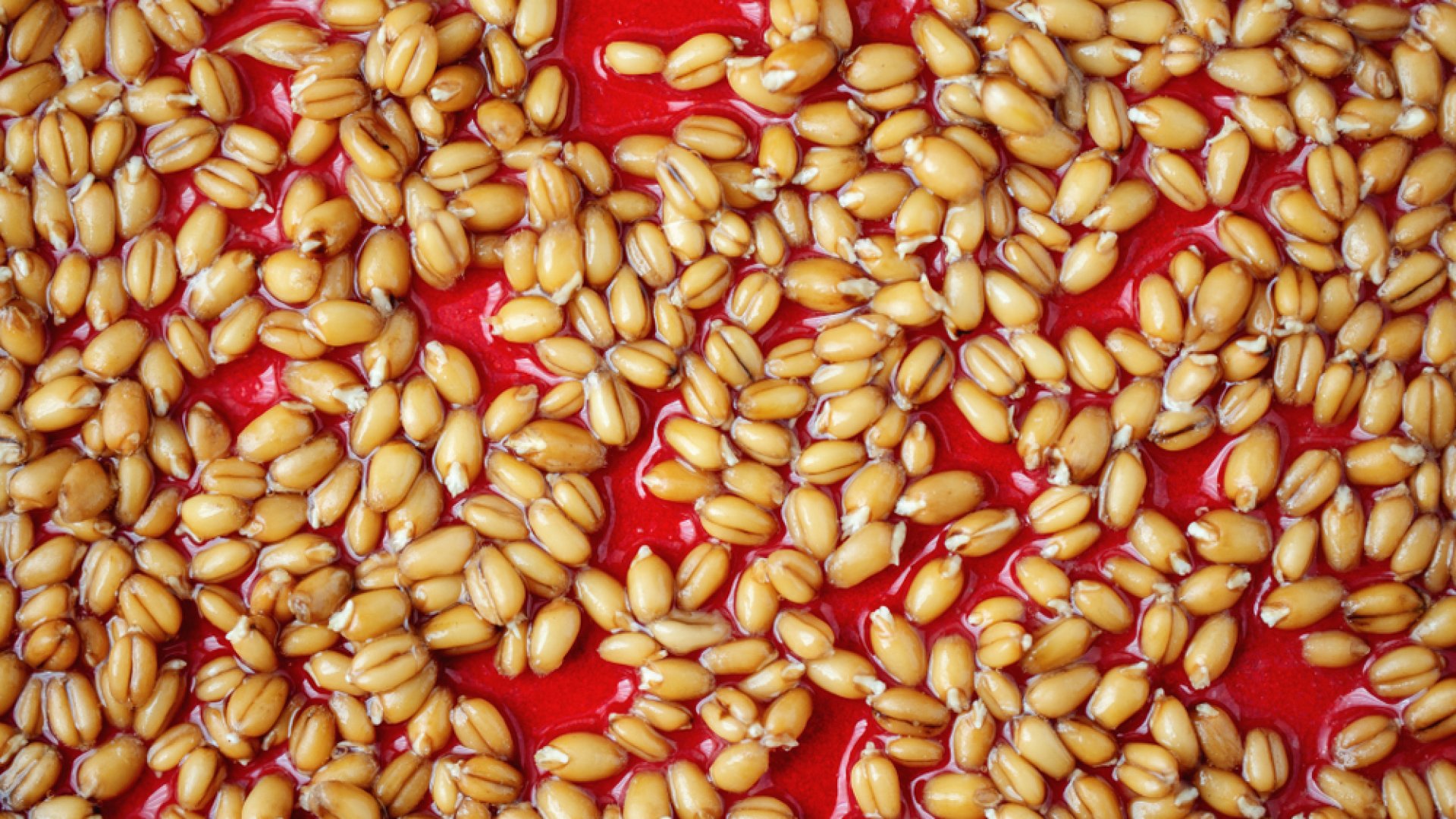 Miért és hogyan végezzük el a vetőmagok beáztatását? 