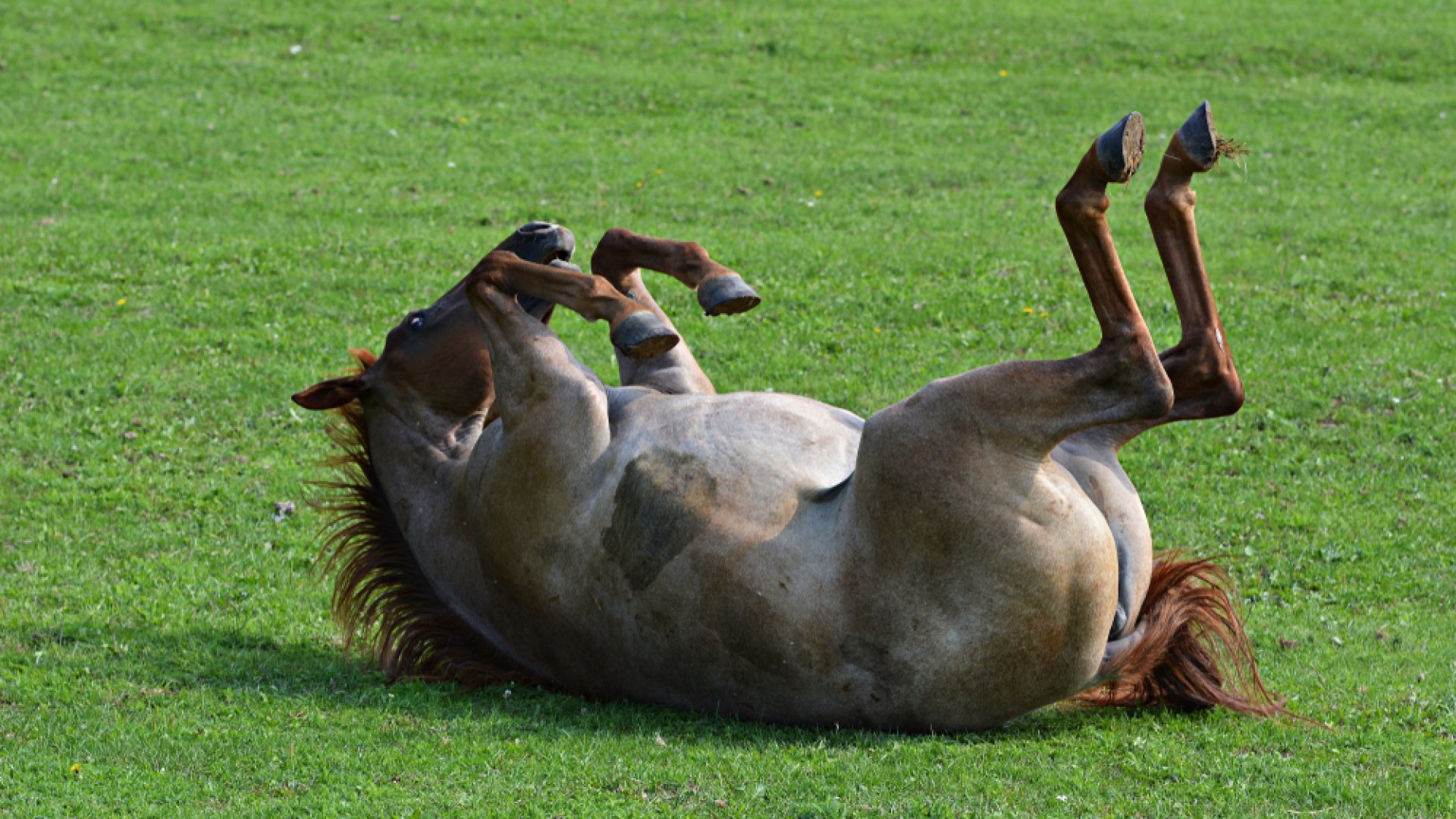 Halottnak tetteti magát a ló, ha valaki rá akar ülni