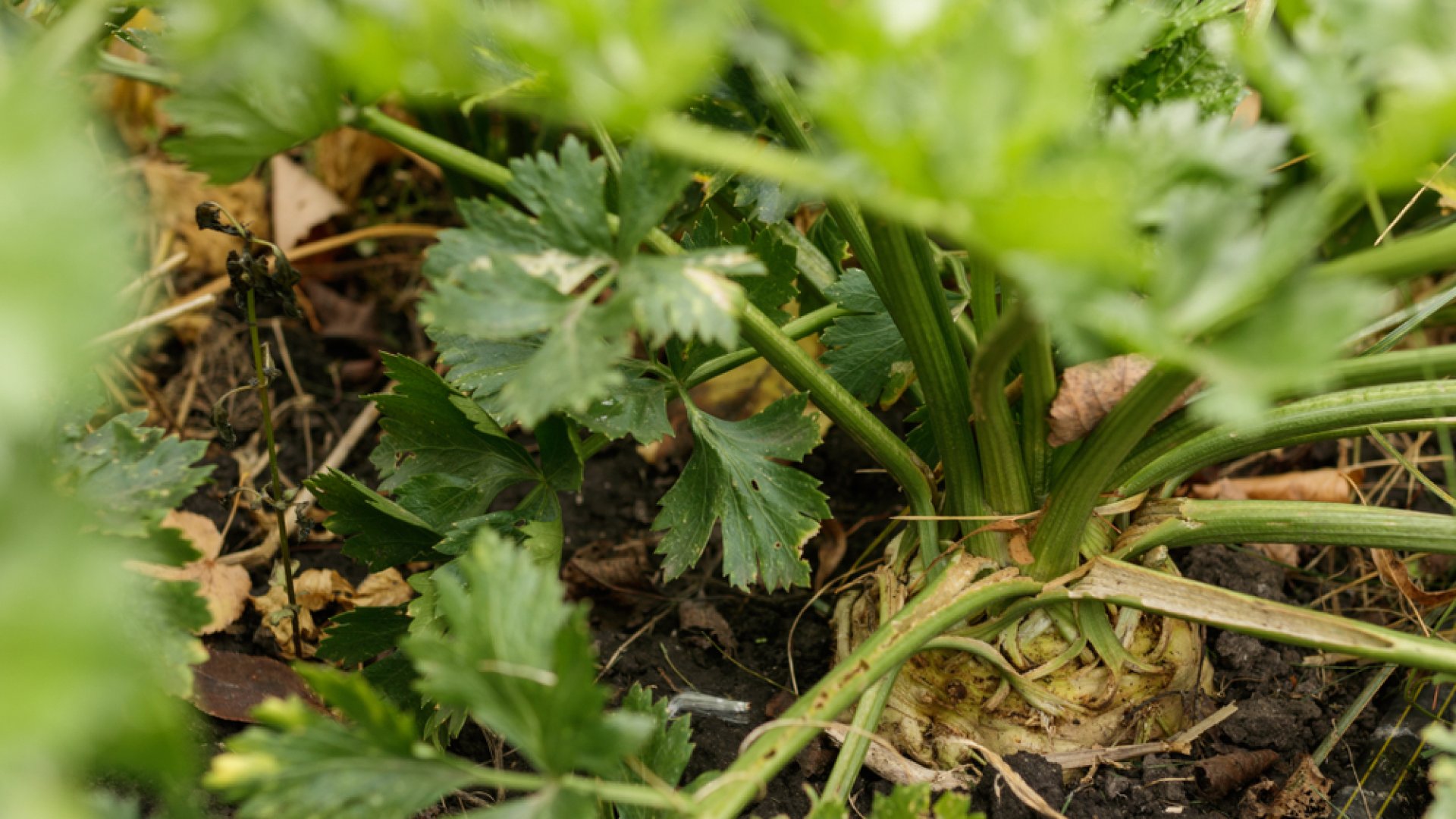 Mindent elmondok a zeller növényvédelméről