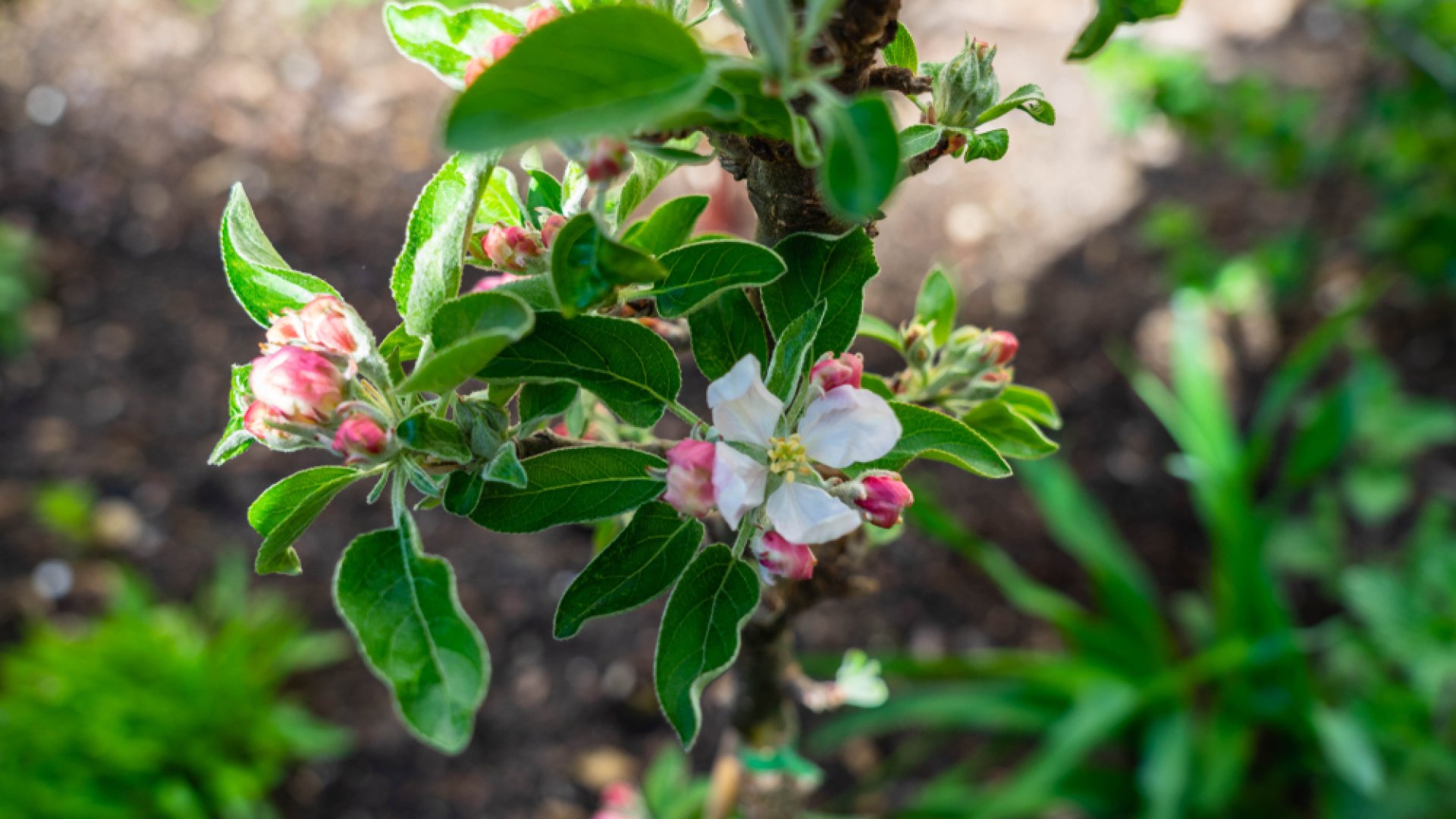 Minden a fenológiáról