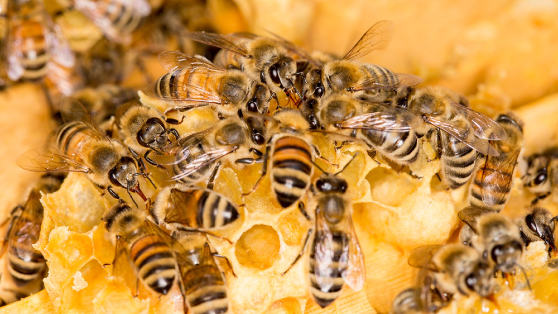 Budapest, a méhbarát város