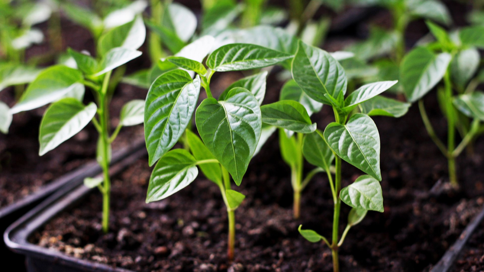 Paprikapalánta nevelése – Szakértői kisokos mindenkinek! 