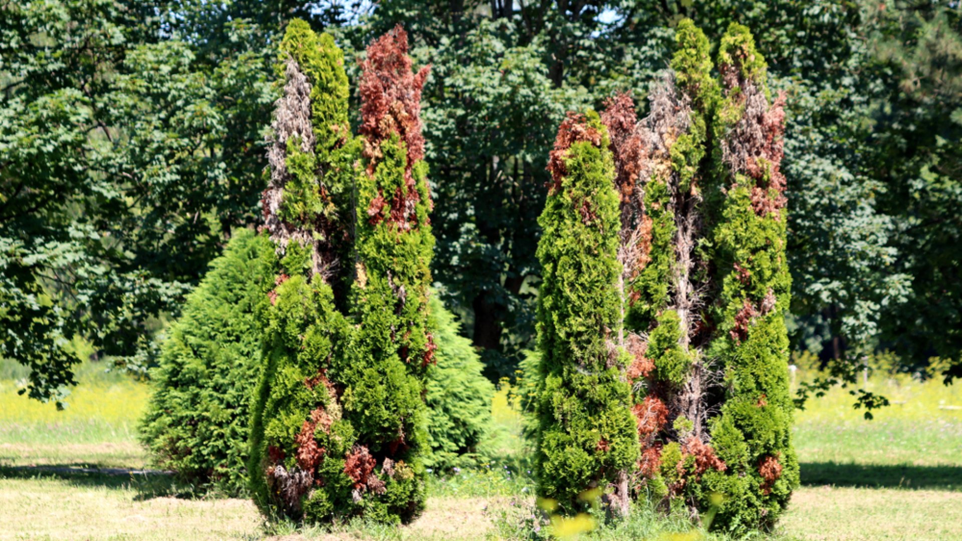 Örökzöldek téli barnulása – Mi okozza, és hogyan előzhetjük meg időben?