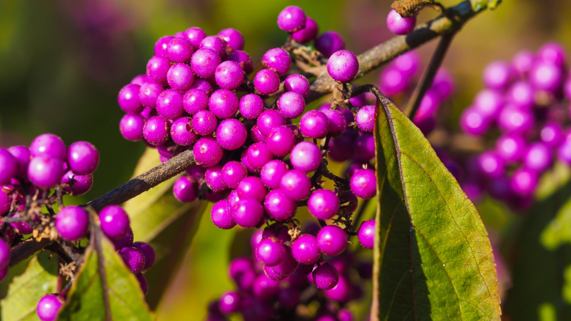 Kertünk gyöngyszerű ékessége – A kínai lilabogyó