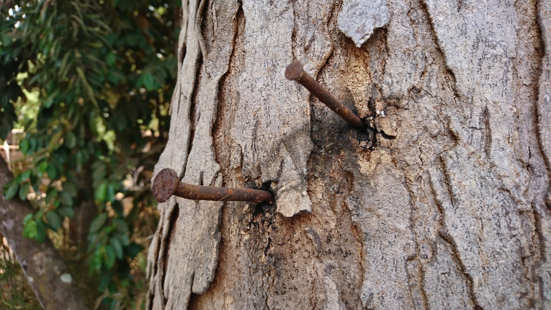 Rozsdás szög a fa törzsében – Hasznos vagy káros? 