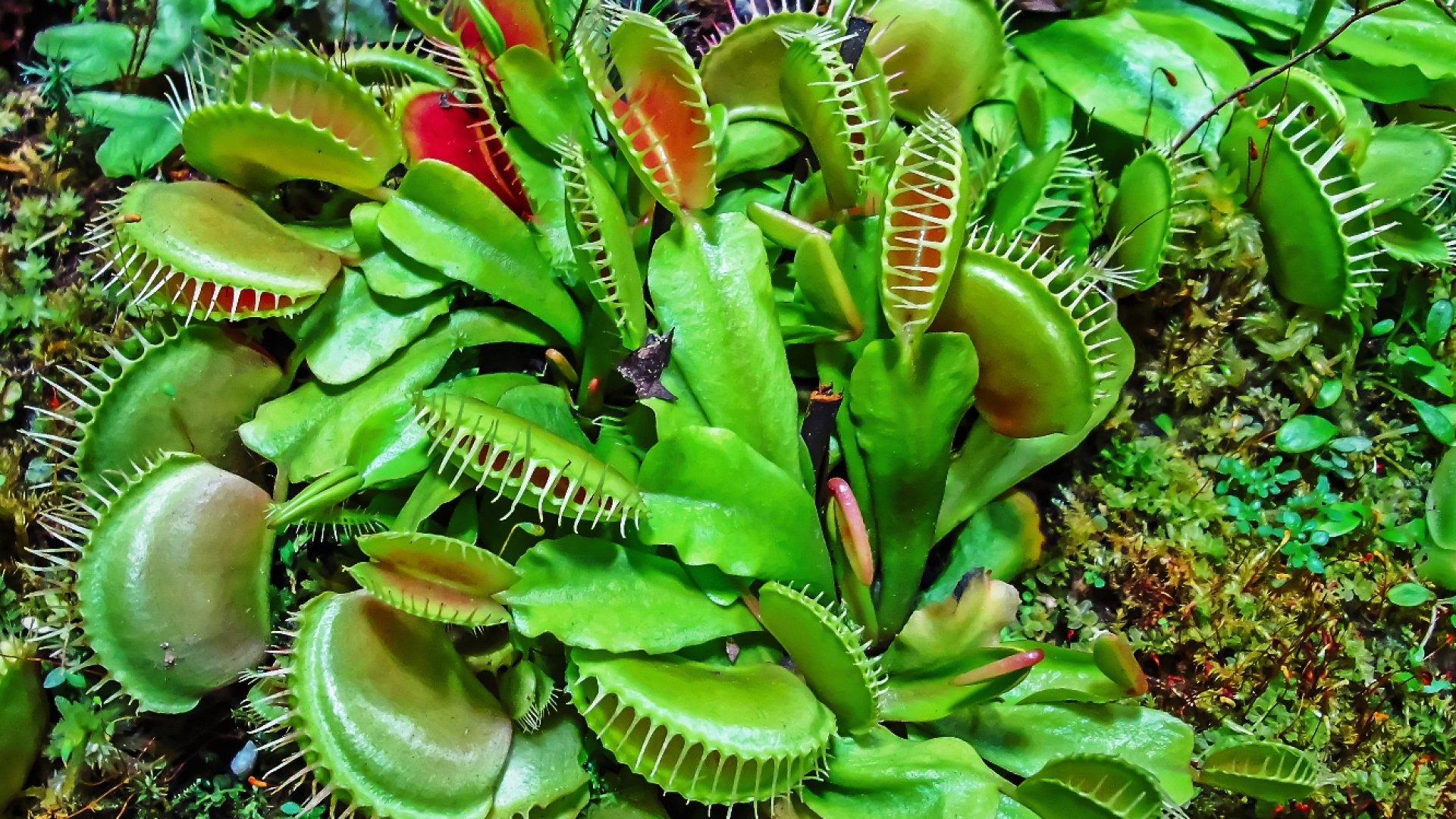 Kíméletlen húsevő - A Vénusz légycsapója gondozása, nevelése