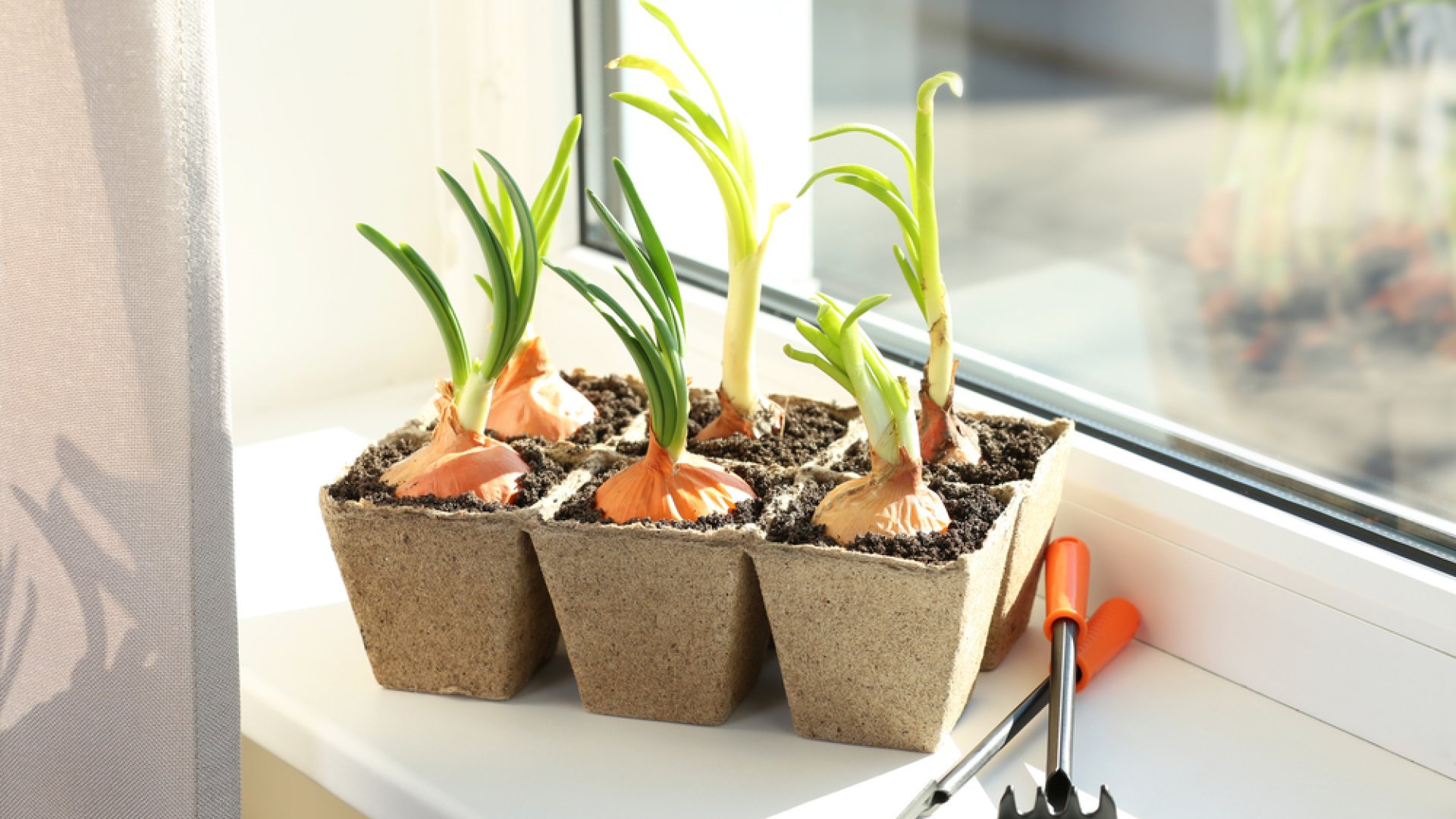 Csírázási hőmérséklet mindenkinek