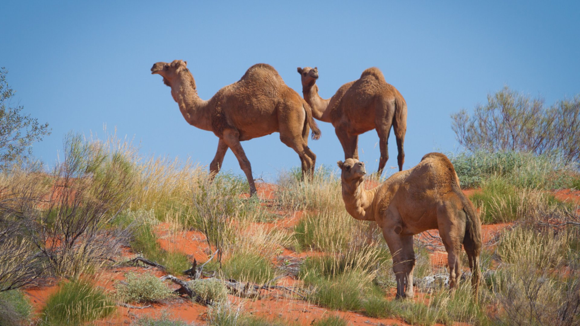 Túl sok vizet isznak – 10 000 tevét lőnek ki Ausztráliában Túl sok vizet isznak – 10 000 tevét lőnek ki Ausztráliában