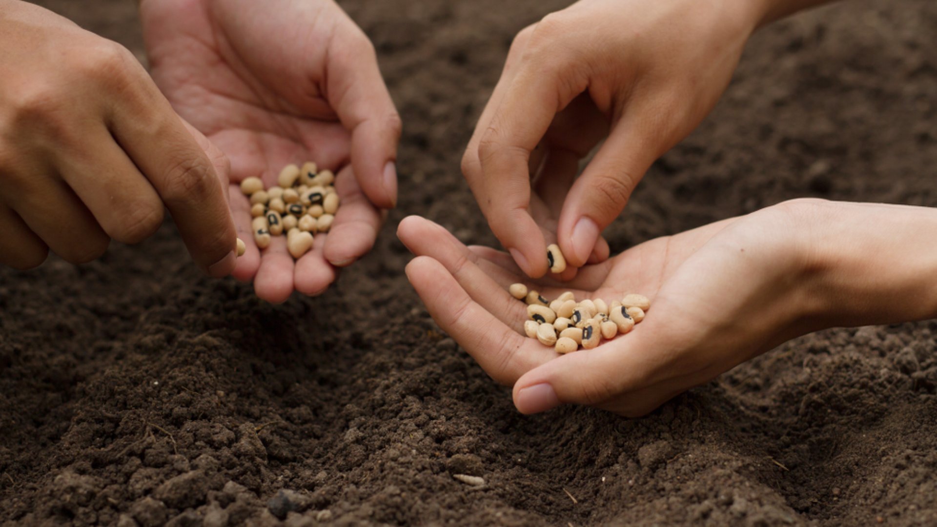 A nagy magvetési kisokos – Avagy mikor és hogyan vessük a különböző magokat