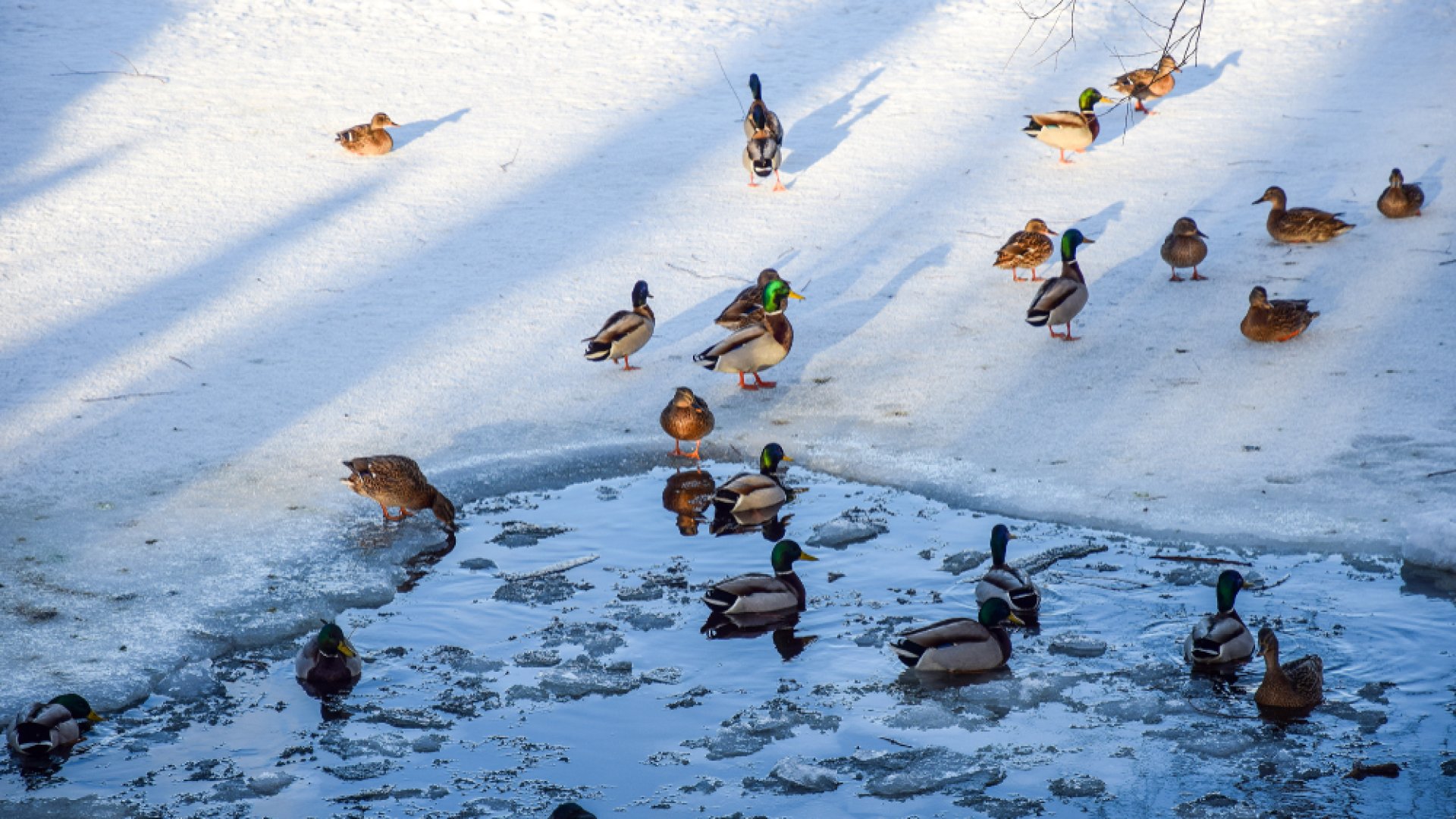 Így óvhatod meg kacsáidat a tél folyamán! 