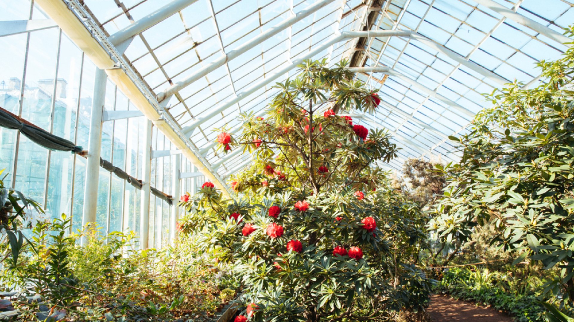 Így lehet könnyedén egzotikus üvegházad! 