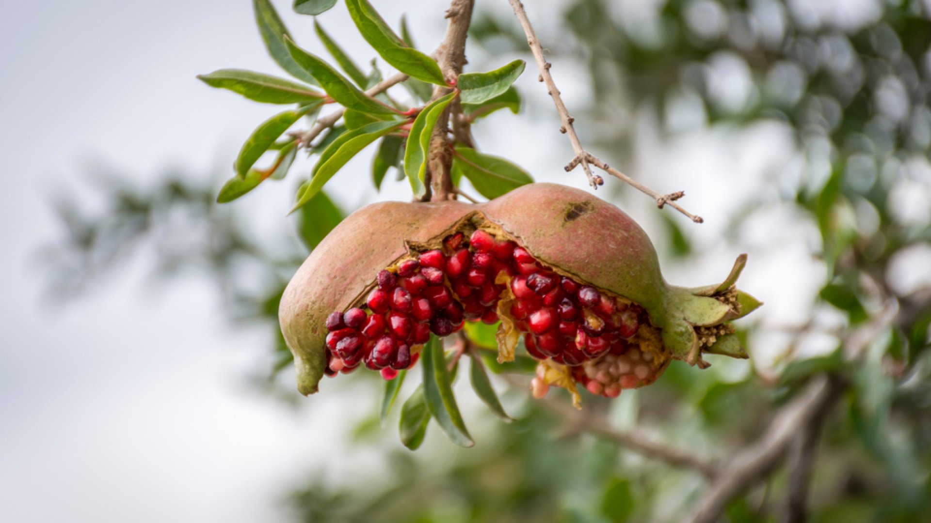 Termesszünk gránátalmát
