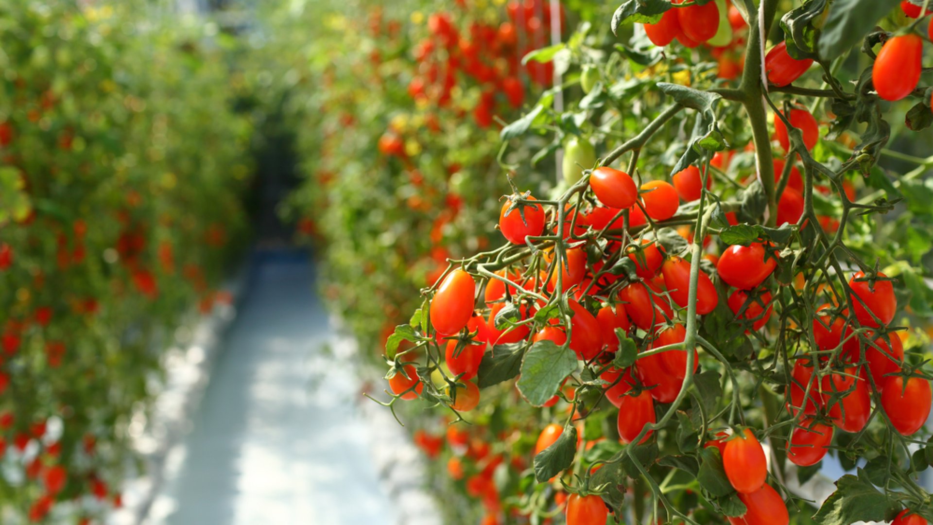 Szakértői tanácsok az üvegházi növénytermesztéshez