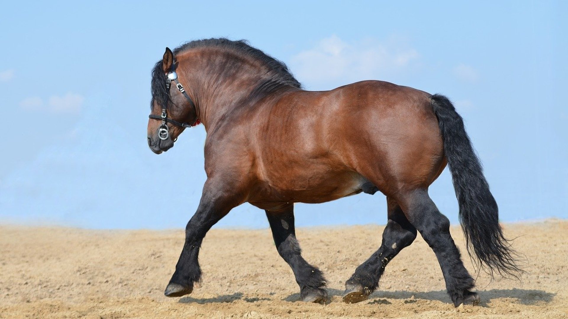A világ 10 legcsodálatosabb és leghasznosabb lófajtája A világ 10 legcsodálatosabb és leghasznosabb lófajtája