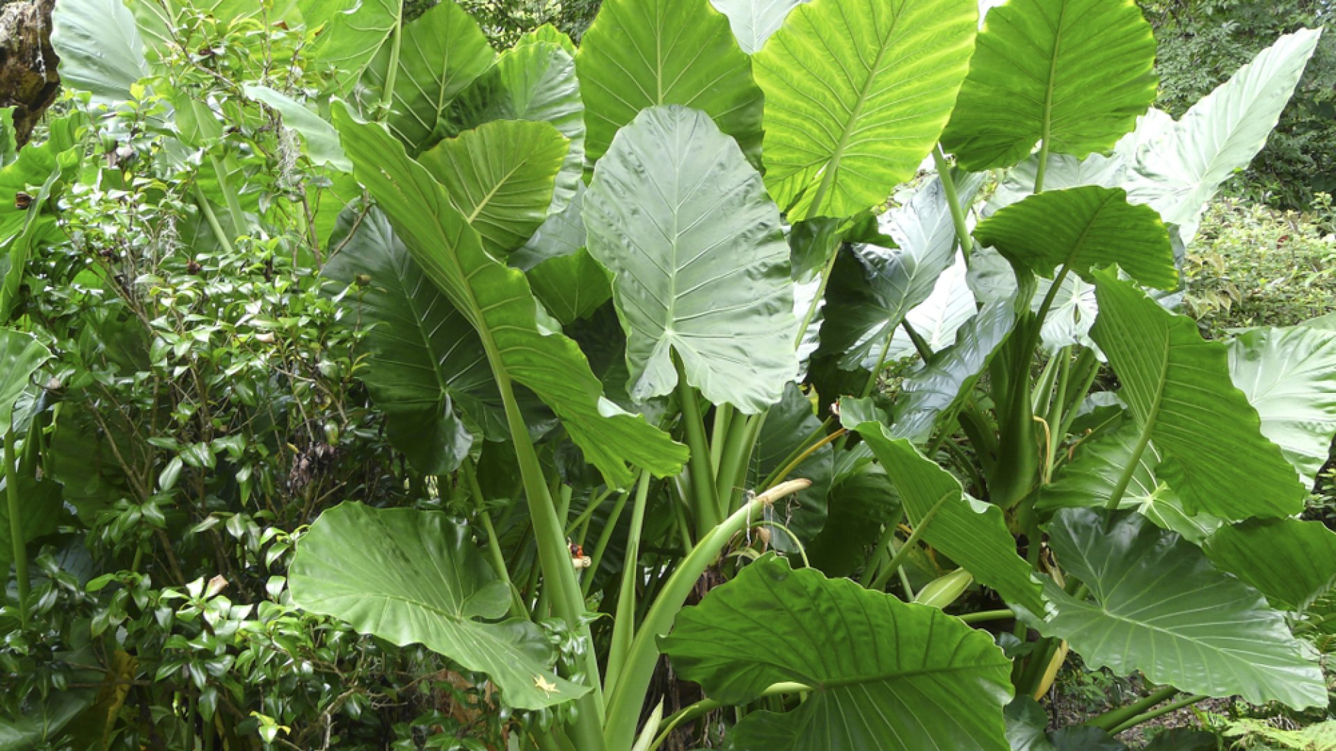 Szépek és hasznosak – 19 légtisztító szobanövény