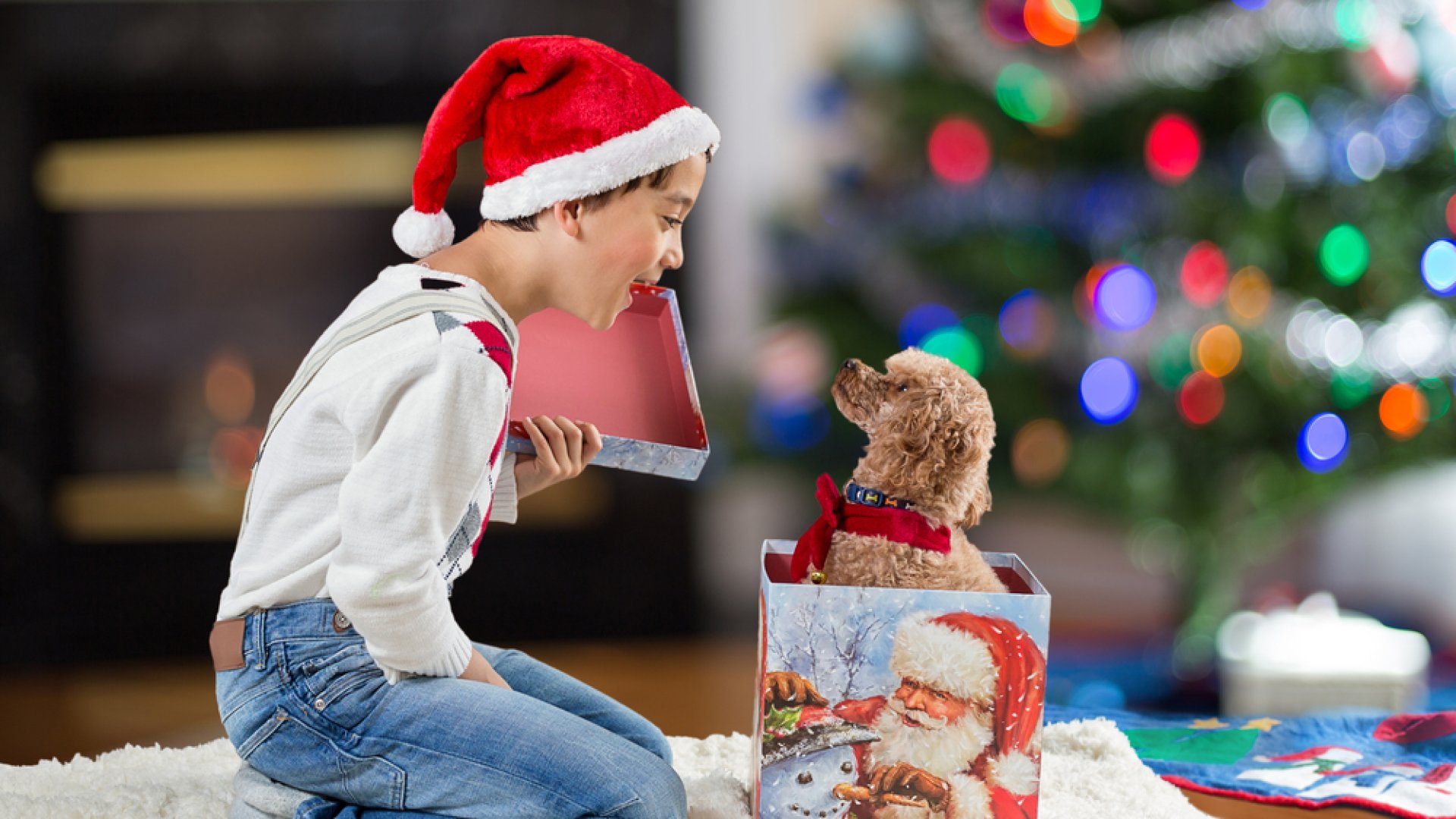 Karácsonyra ne ajándékozz élő állatot